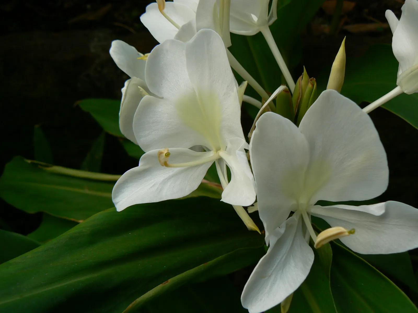 White Garland Lily (Hedychium Coronarium) — butterfly-attracting flowers; plant in mass for visual impact or as an accent for exotic fragrance in, image 79
