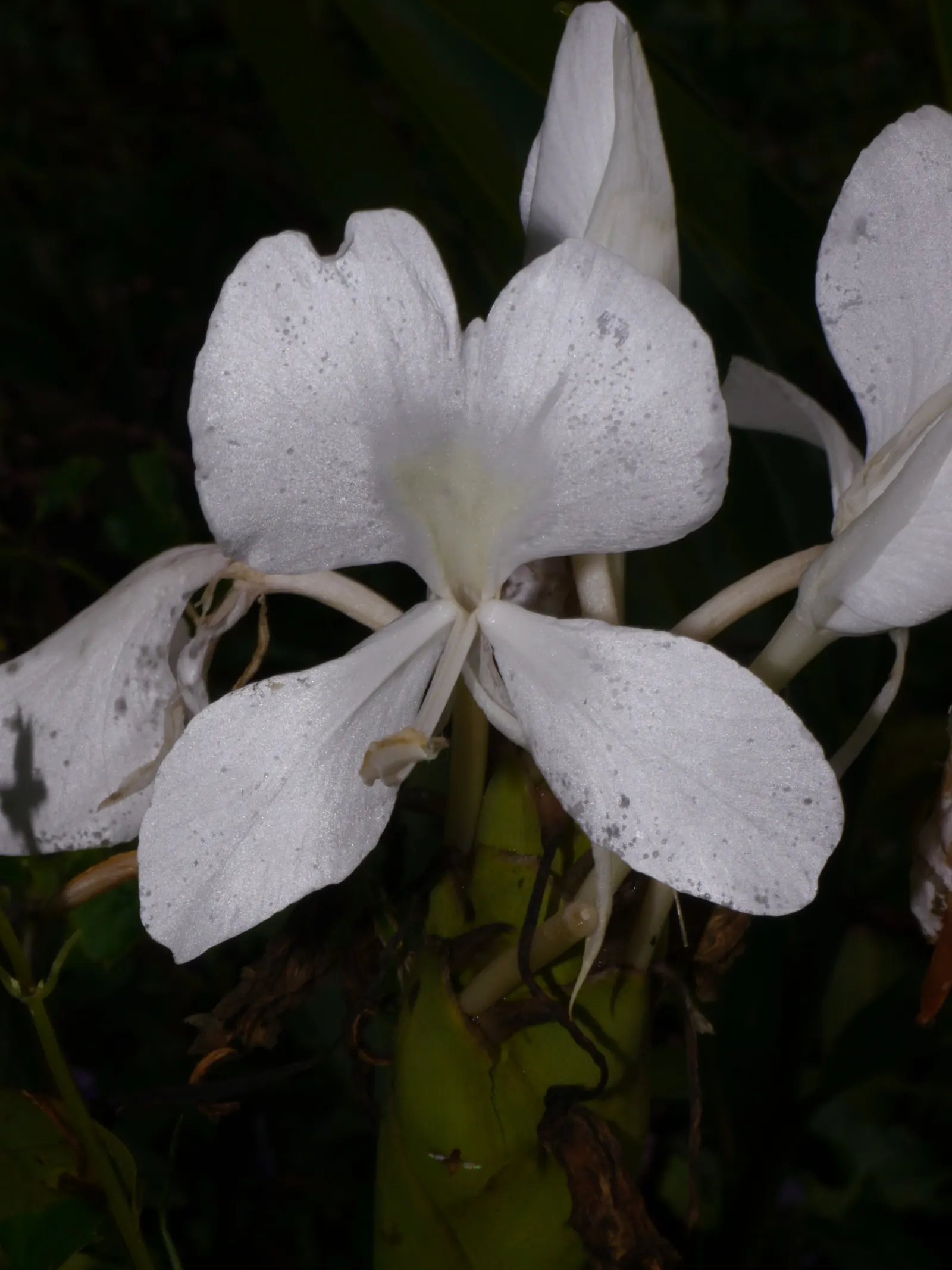 White Garland Lily (Hedychium Coronarium) — consistent moisture will ensure optimal growth and blooming; which are detrimental to its health.<br><br>When