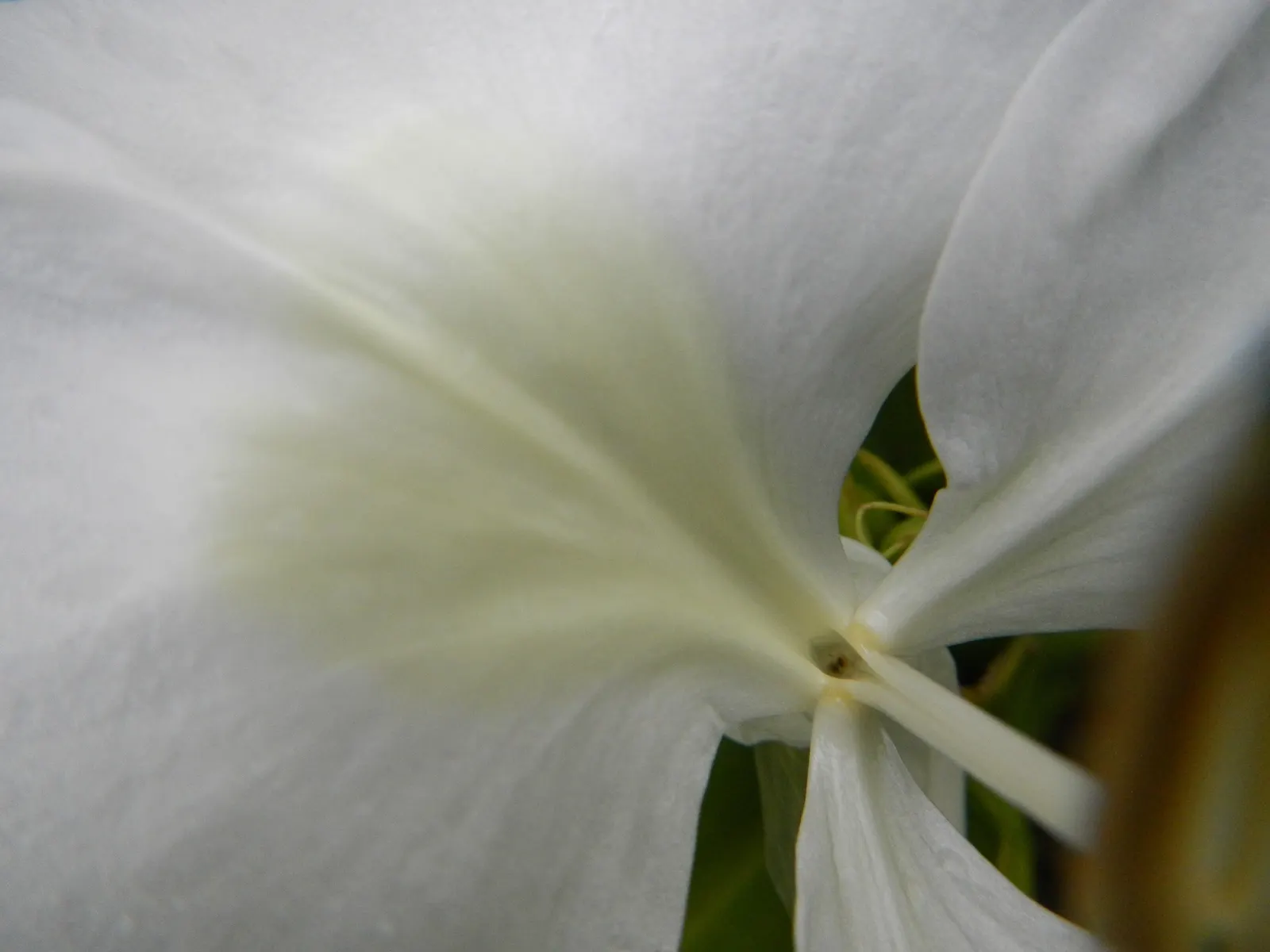White Garland Lily (Hedychium Coronarium) — scientifically known as Hedychium coronarium; is a perennial plant that offers a touch of tropical, image 83