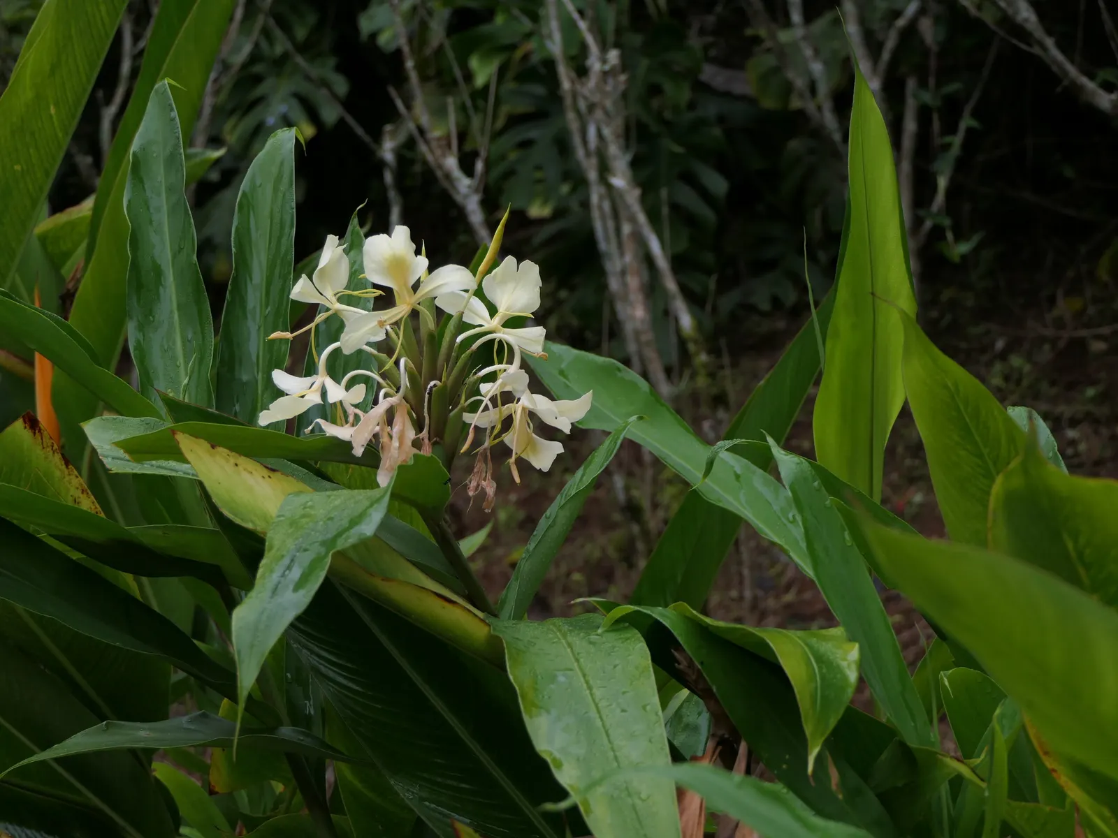 White Garland Lily (Hedychium Coronarium) — This moisture-loving plant prefers rich; reaching up to 6 feet in height and spreading to approximately, image 64