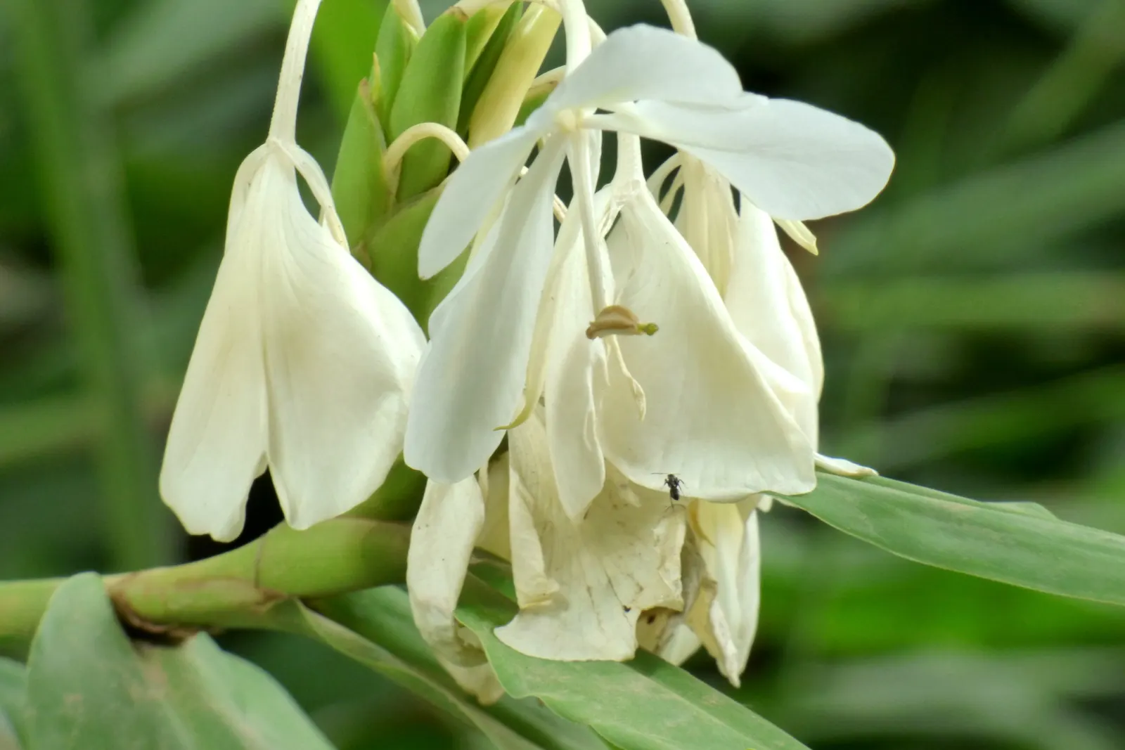 White Garland Lily (Hedychium Coronarium) — scientifically known as Hedychium coronarium; is a perennial plant that offers a touch of tropical, image 109