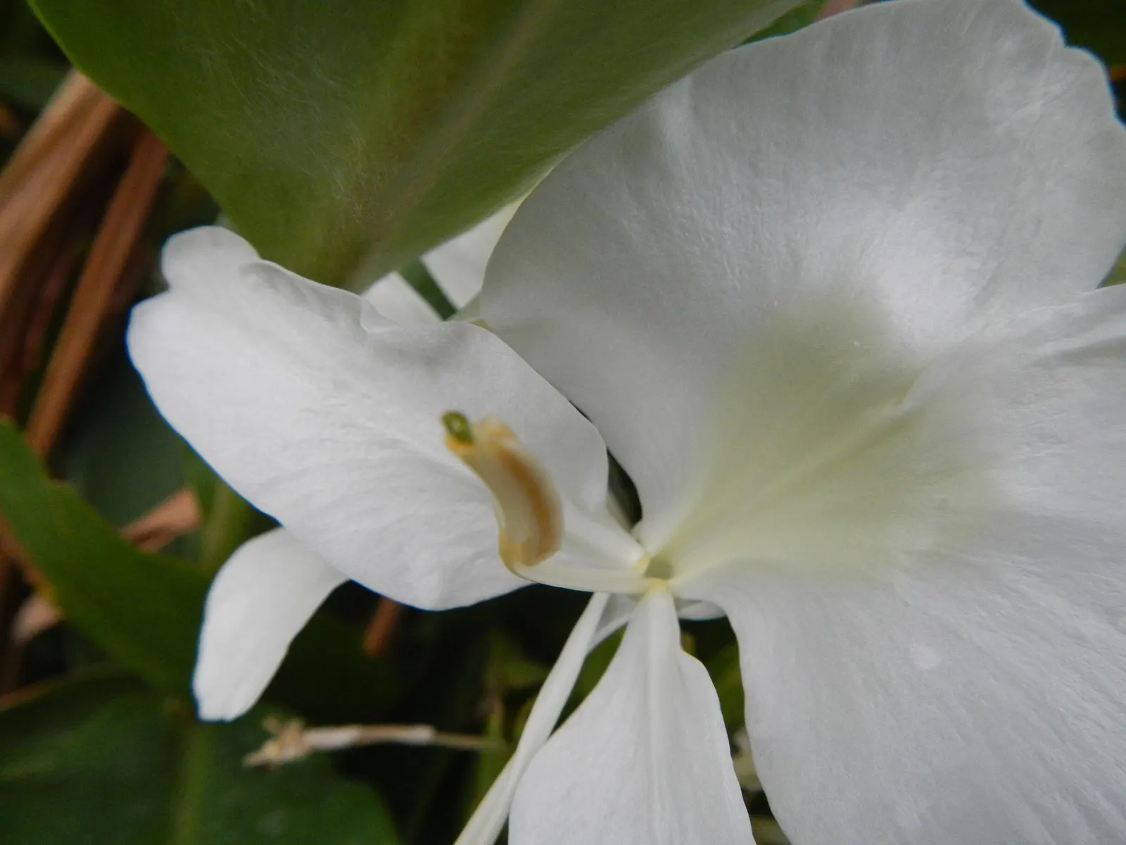 White Garland Lily (Hedychium Coronarium) — They also excel as 'scent'sational borders or as an alluring focal point in a moon garden; where their, image 96