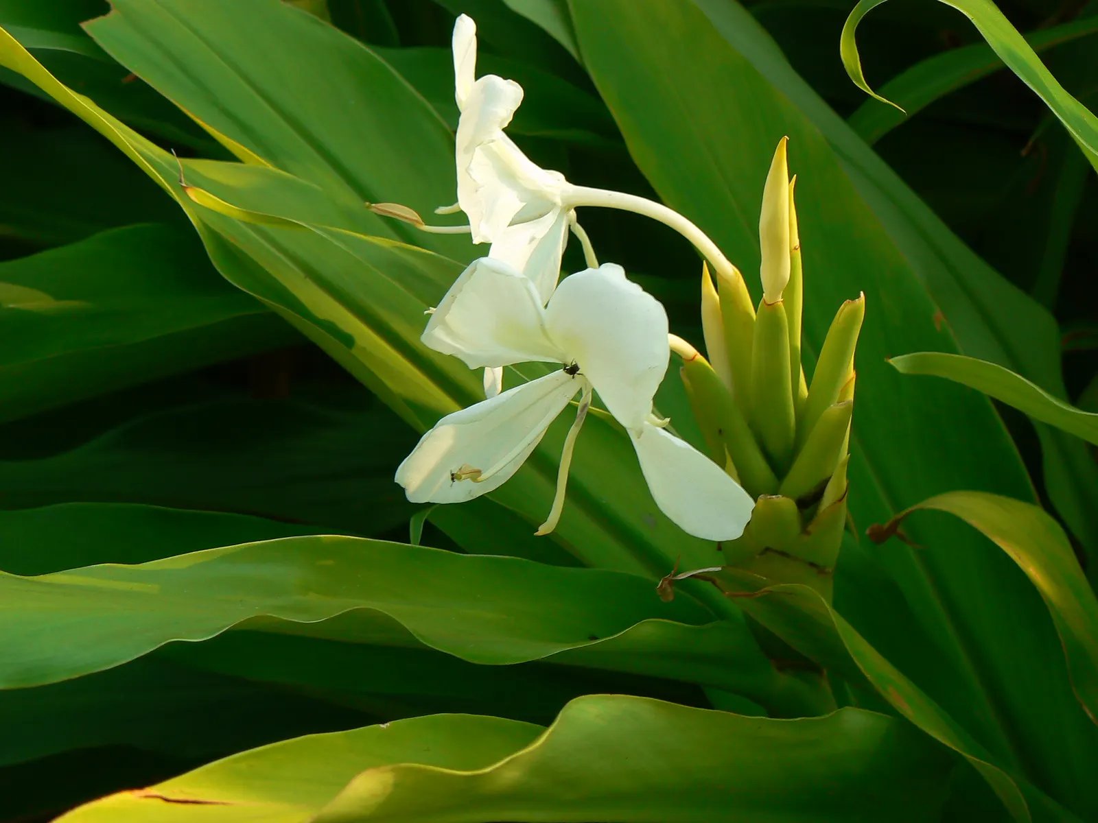 White Garland Lily (Hedychium Coronarium) — it can be grown as a container plant and brought indoors over winter to protect from frosts