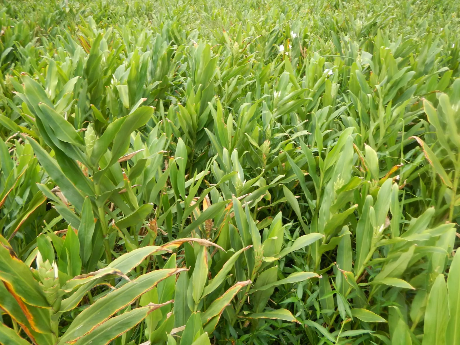 White Garland Lily (Hedychium Coronarium) — requiring a planting site that provides full to partial sunlight