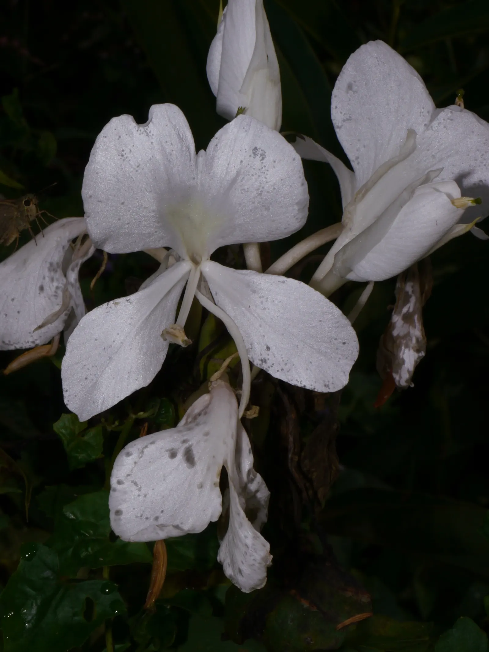 White Garland Lily (Hedychium Coronarium) — perennial for full or half or shade