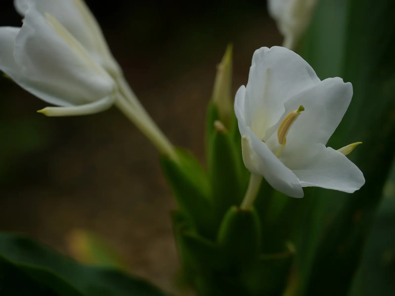 White Garland Lily (Hedychium Coronarium) — Space the plants about 18 to 24 inches apart to allow for full growth and air circulation; prized for, image 98