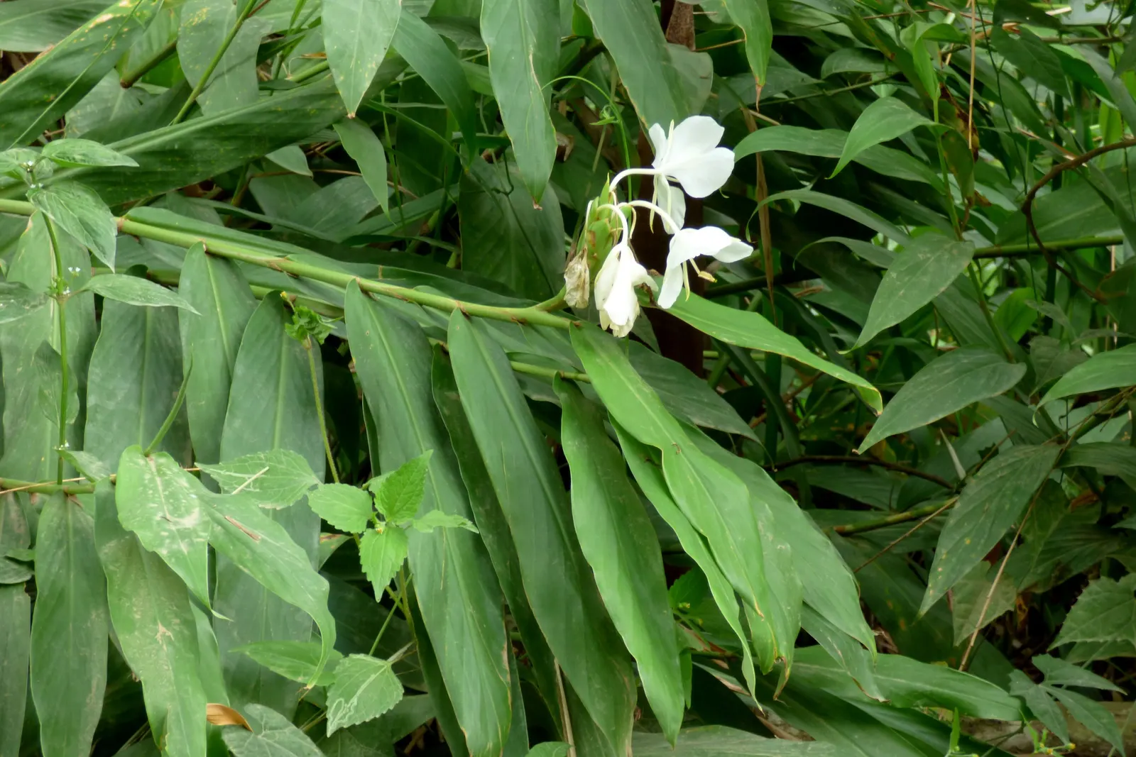 White Garland Lily (Hedychium Coronarium) — perennial for full or half or shade; and its rapid growth should be managed to prevent unwanted spread, image 78