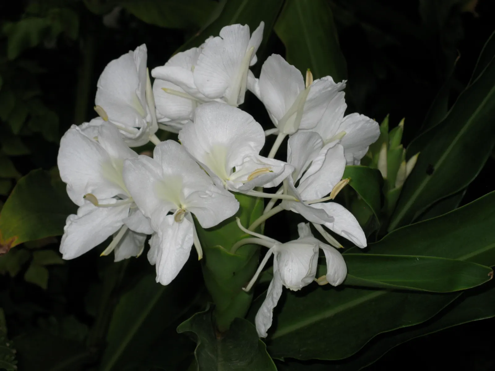 White Garland Lily (Hedychium Coronarium) — The foliage of this plant is equally impressive; contributing a striking vertical element