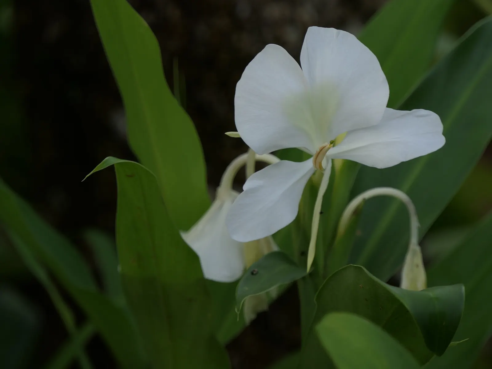 White Garland Lily (Hedychium Coronarium) — contributing a striking vertical element; butterfly-attracting flowers, image 86
