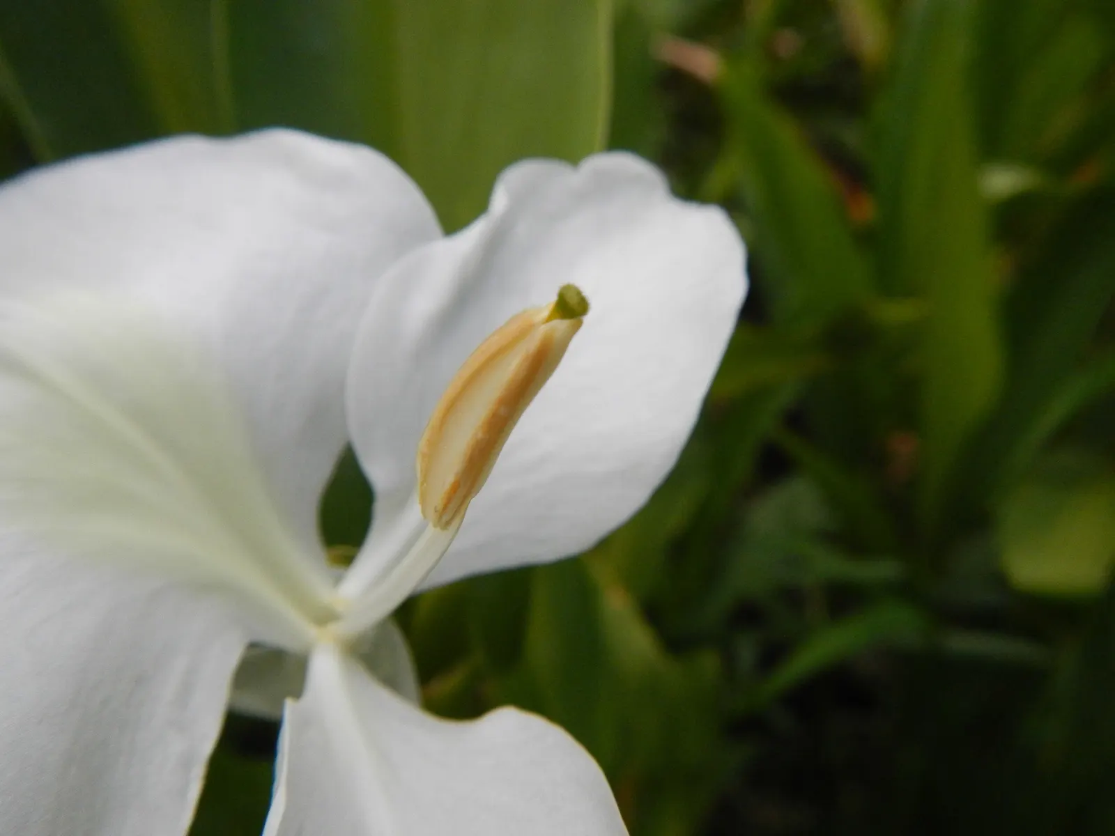 White Garland Lily (Hedychium Coronarium) — where their fragrance and white blossoms stand out in the evening light; perennial for full or half or, image 97