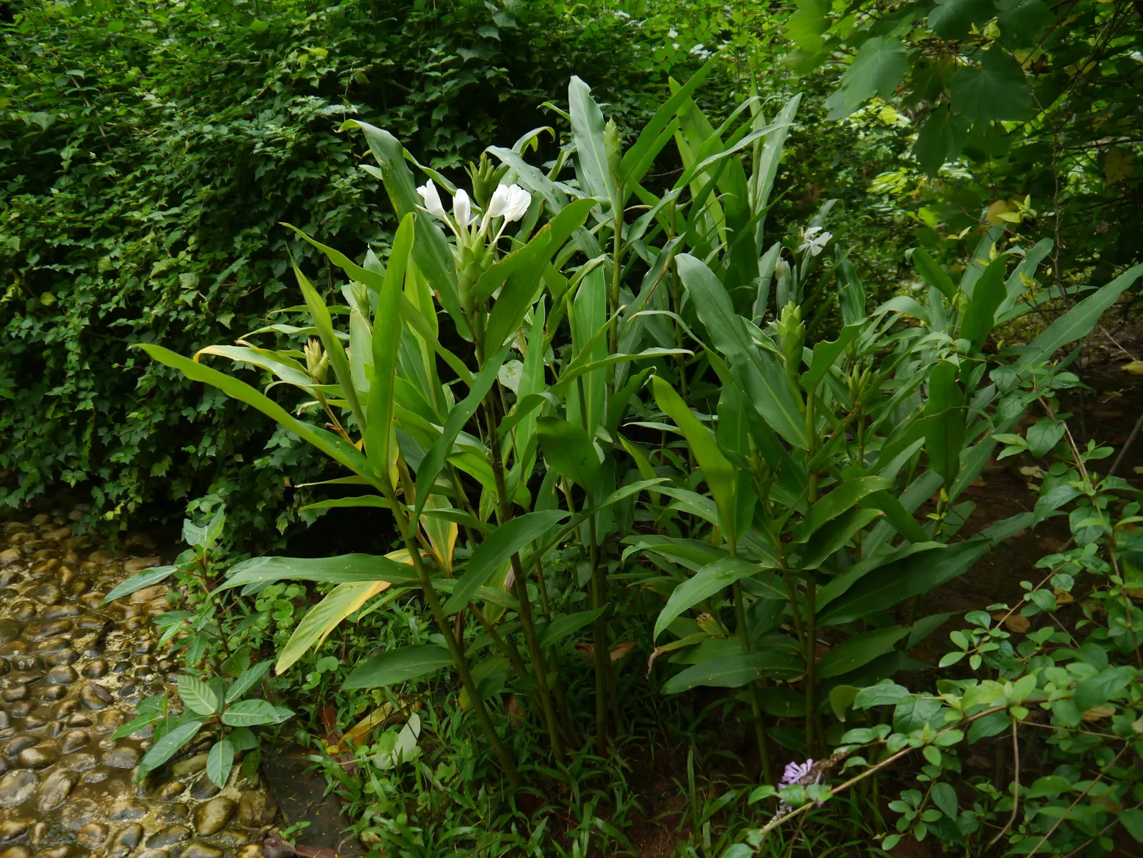 White Garland Lily (Hedychium Coronarium) — the White Garland Lily is considered invasive in some regions; minimizing the risk of fungal, image 100