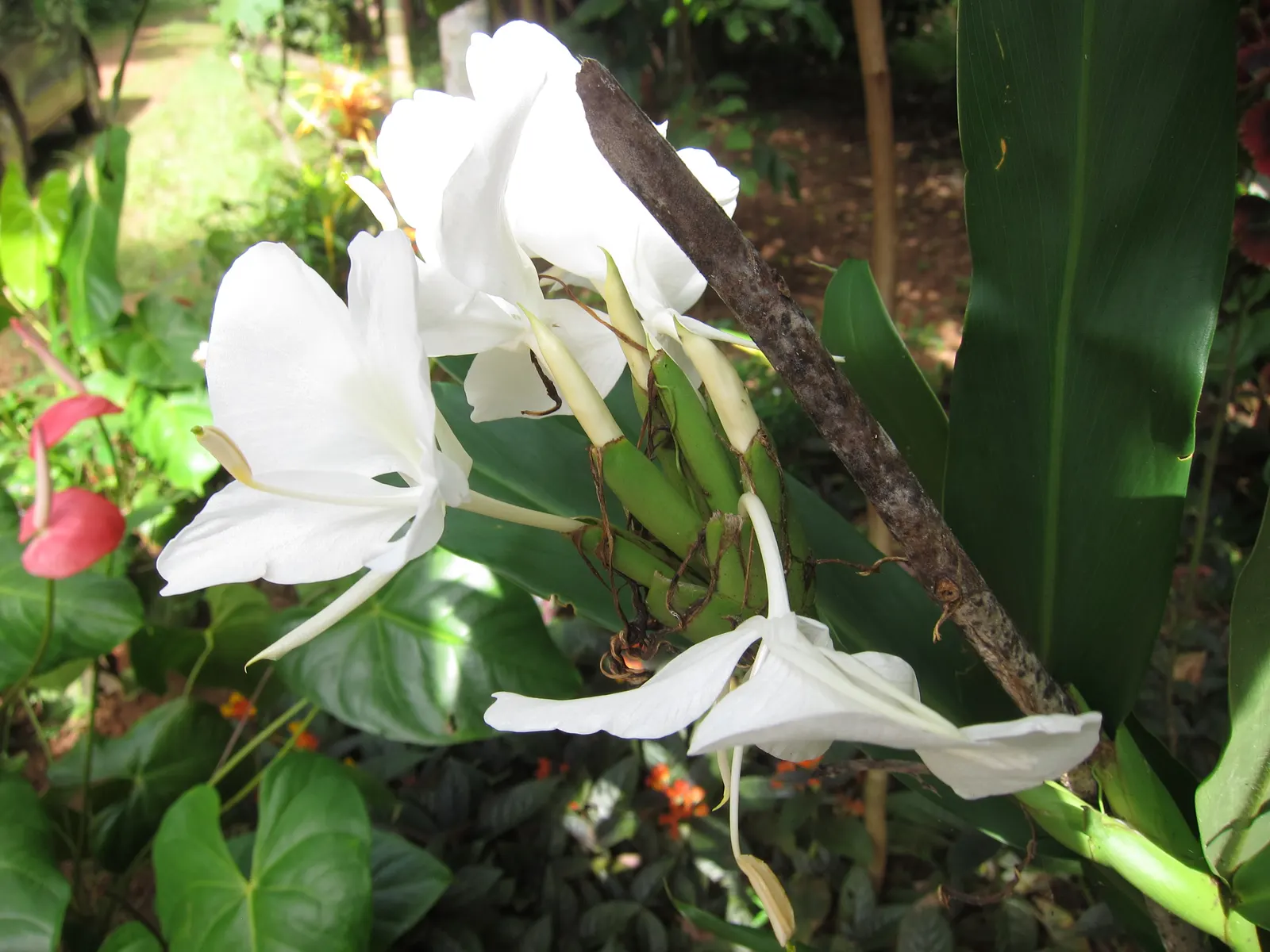 White Garland Lily (Hedychium Coronarium) — scientifically known as Hedychium coronarium; is a perennial plant that offers a touch of tropical, image 57