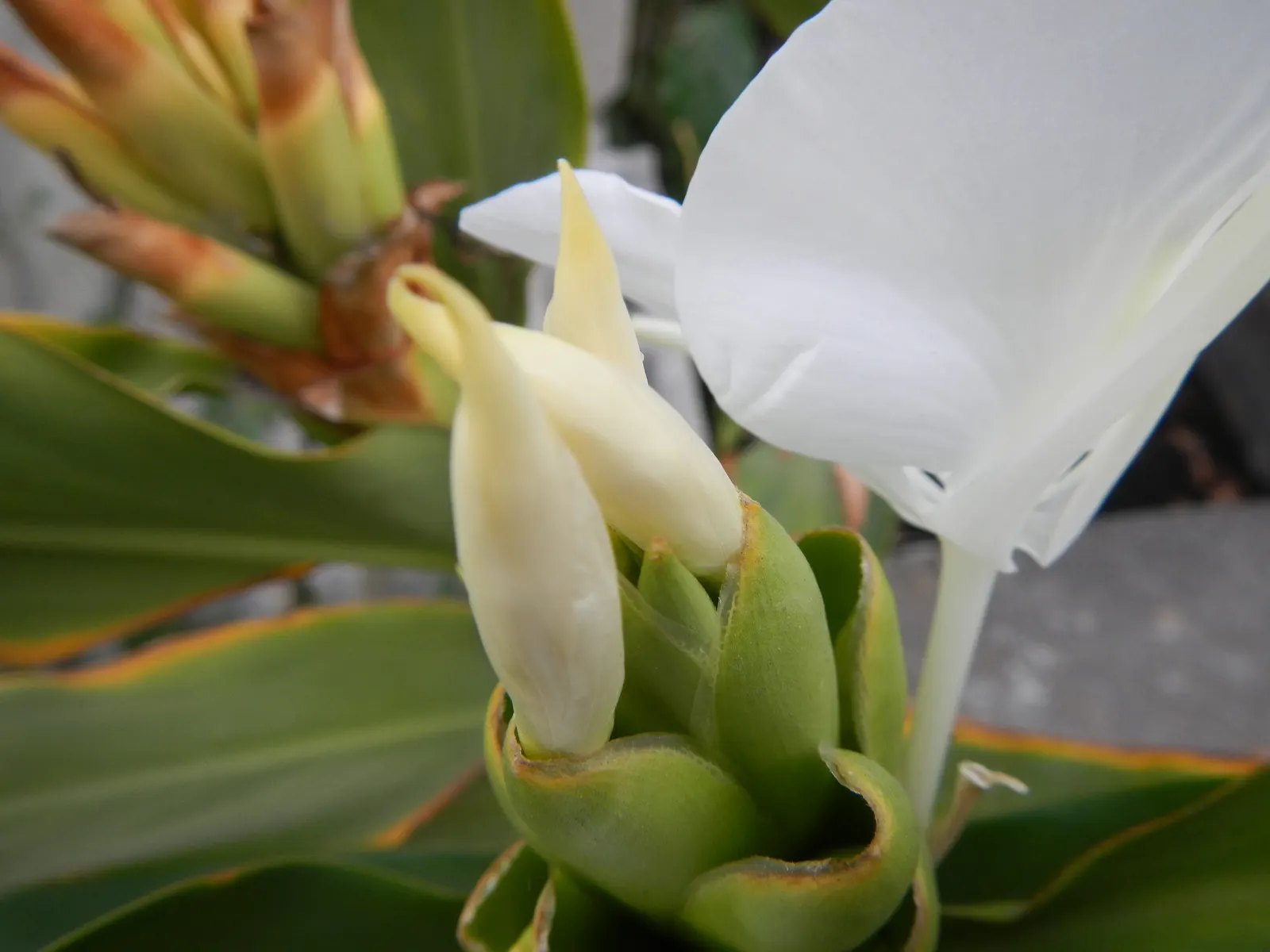 White Garland Lily (Hedychium Coronarium) — Reaching up to 6 feet in height and spreading to approximately 2 feet wide; they also excel as, image 55