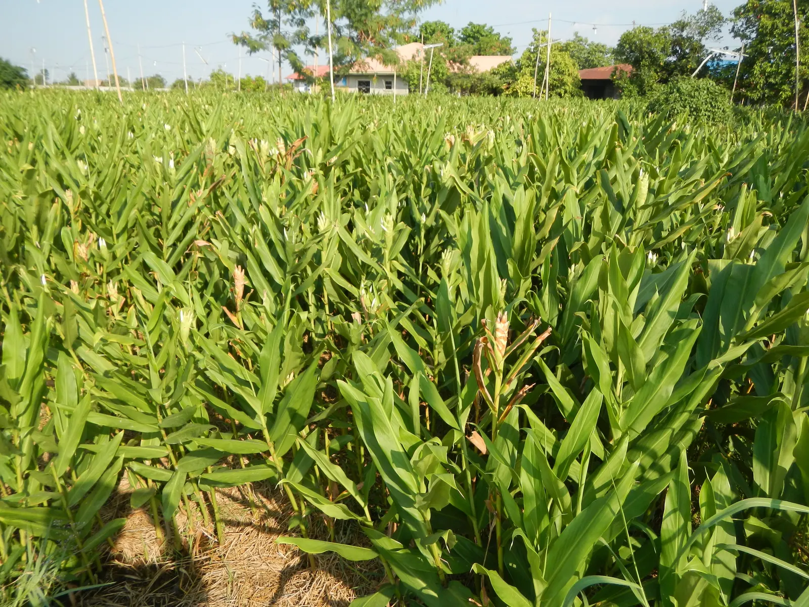 White Garland Lily (Hedychium Coronarium) — perennial for full or half or shade; and its rapid growth should be managed to prevent unwanted spread, image 104