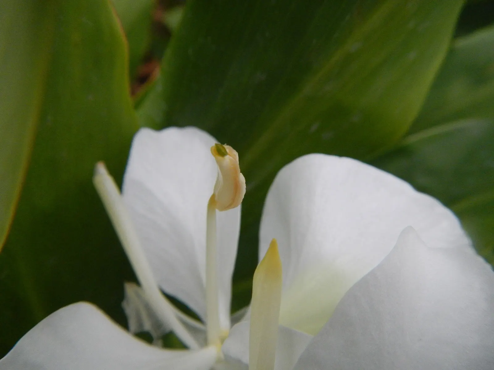 White Garland Lily (Hedychium Coronarium) — Space the plants about 18 to 24 inches apart to allow for full growth and air circulation; prized for its intensely