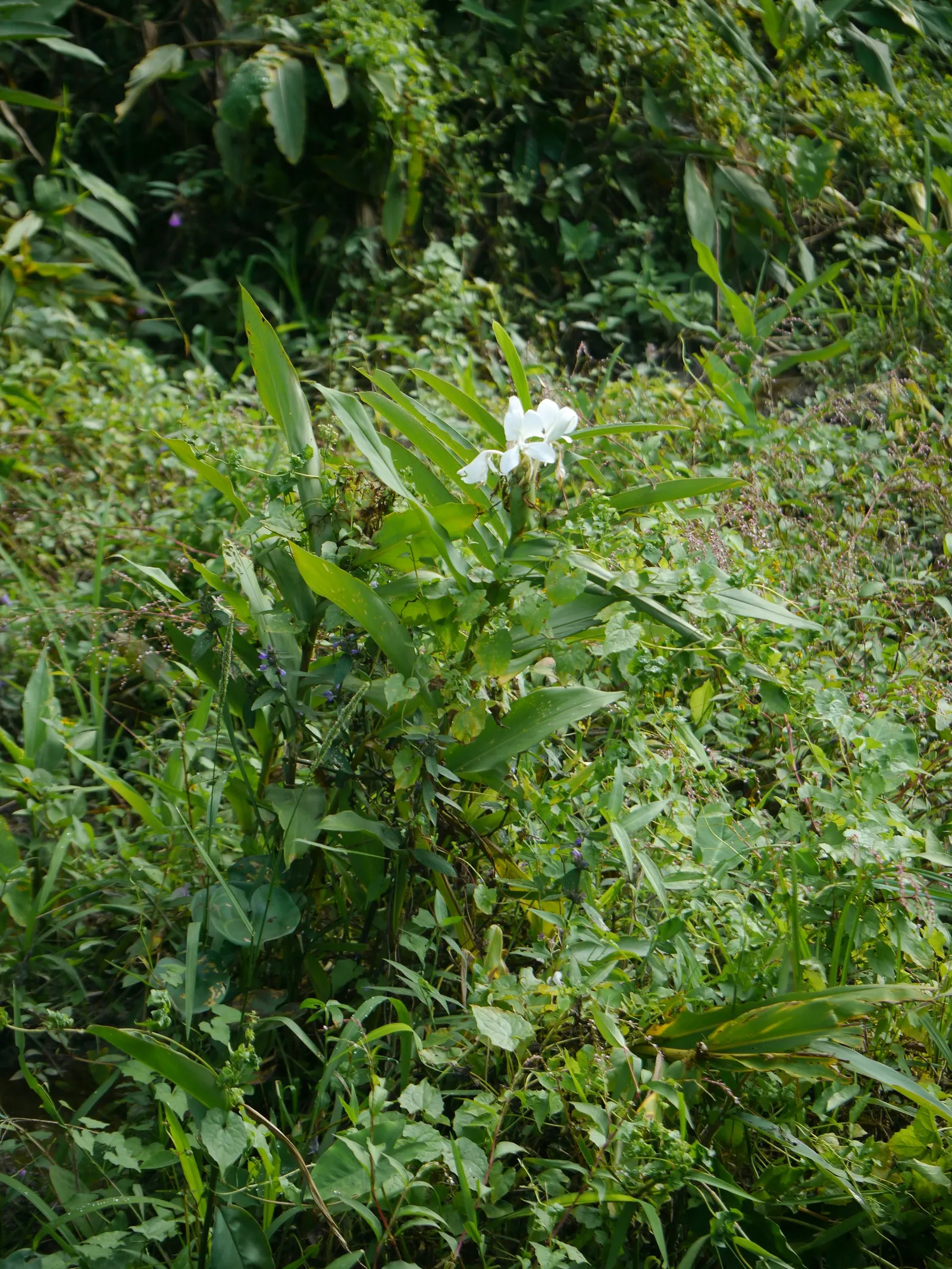 White Garland Lily (Hedychium Coronarium) — Thriving in USDA zones 8-11, it prefers full to partial sun and moist, well-drained soil; requiring a, image 106