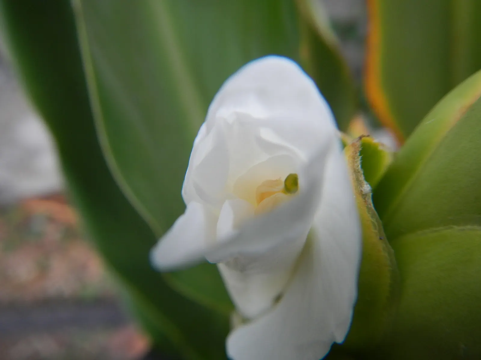 White Garland Lily (Hedychium Coronarium) — contributing a striking vertical element; butterfly-attracting flowers, image 60