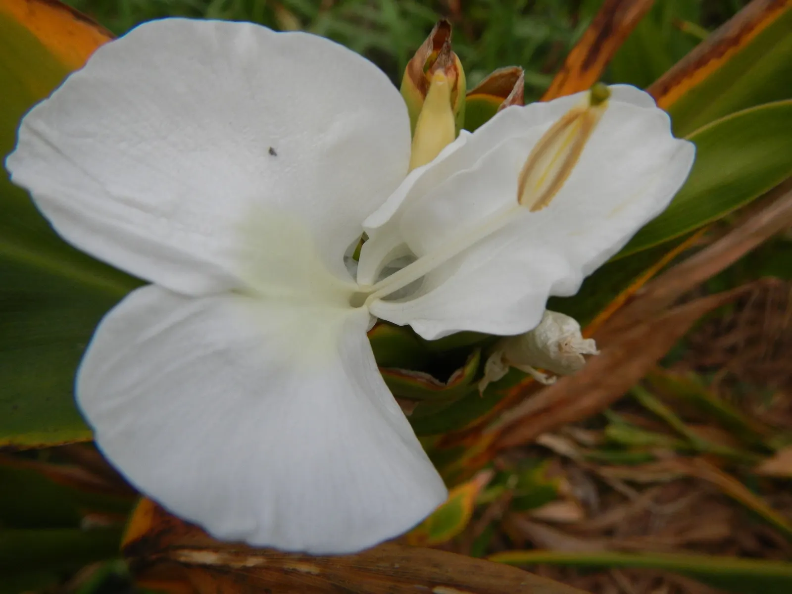 White Garland Lily (Hedychium Coronarium) — requiring a planting site that provides full to partial sunlight; the White Garland Lily is considered invasive in
