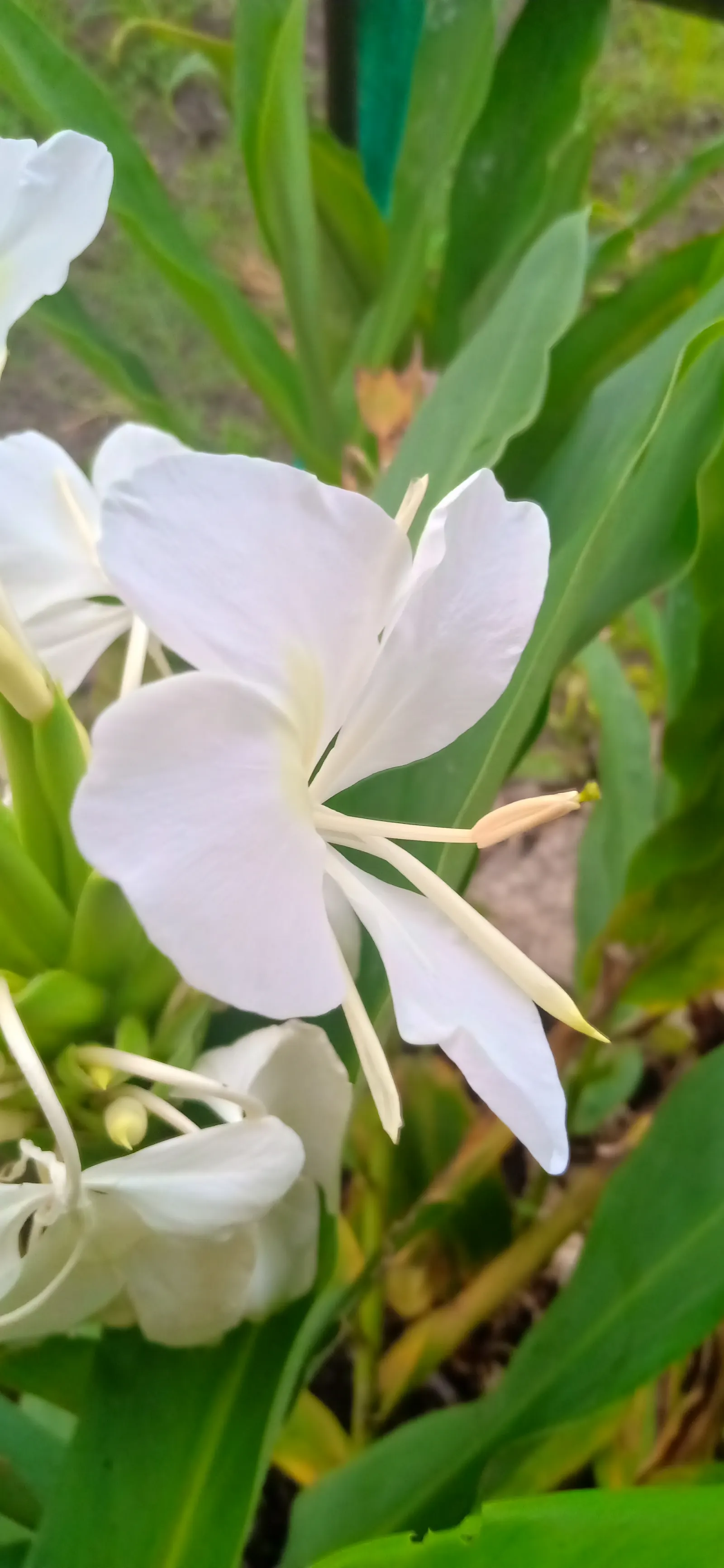 White Garland Lily (Hedychium Coronarium) — where their fragrance and white blossoms stand out in the evening light; perennial for full or half or, image 71