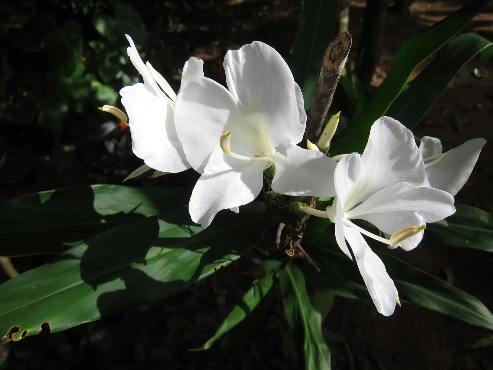White Garland Lily (Hedychium Coronarium) — Plant in mass for visual impact or as an accent for exotic fragrance in the garden