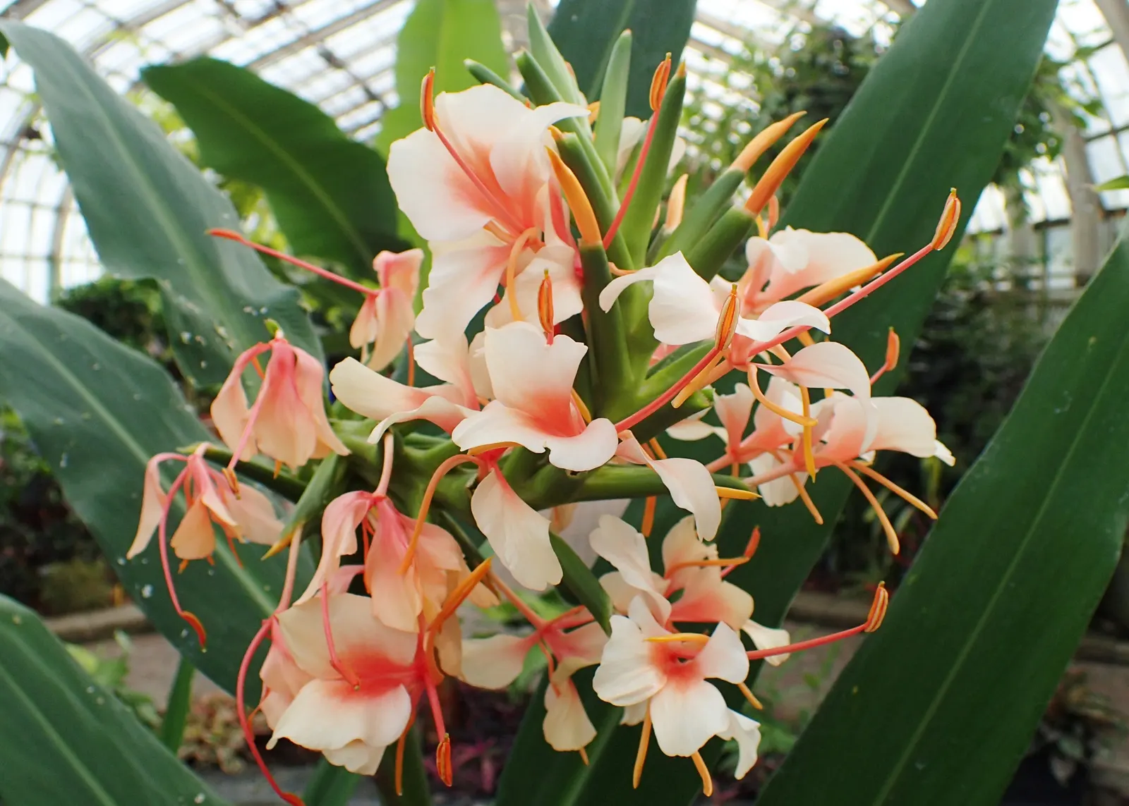 White Garland Lily (Hedychium Coronarium) — it can be grown as a container plant and brought indoors over winter to protect from frosts; scientifically known