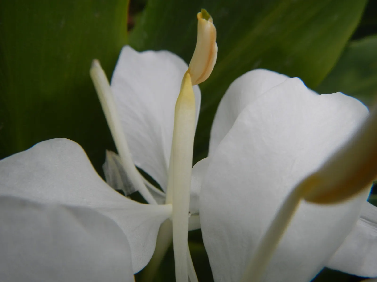 White Garland Lily (Hedychium Coronarium) — the White Garland Lily thrives in USDA zones 8 through 11; in areas with cooler climates, image 88