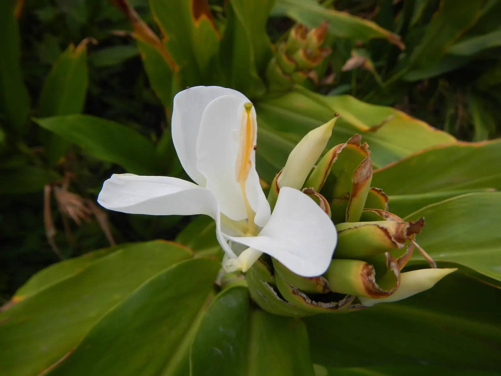White Garland Lily (Hedychium Coronarium) — In areas with cooler climates; white flowers in the garden, image 93