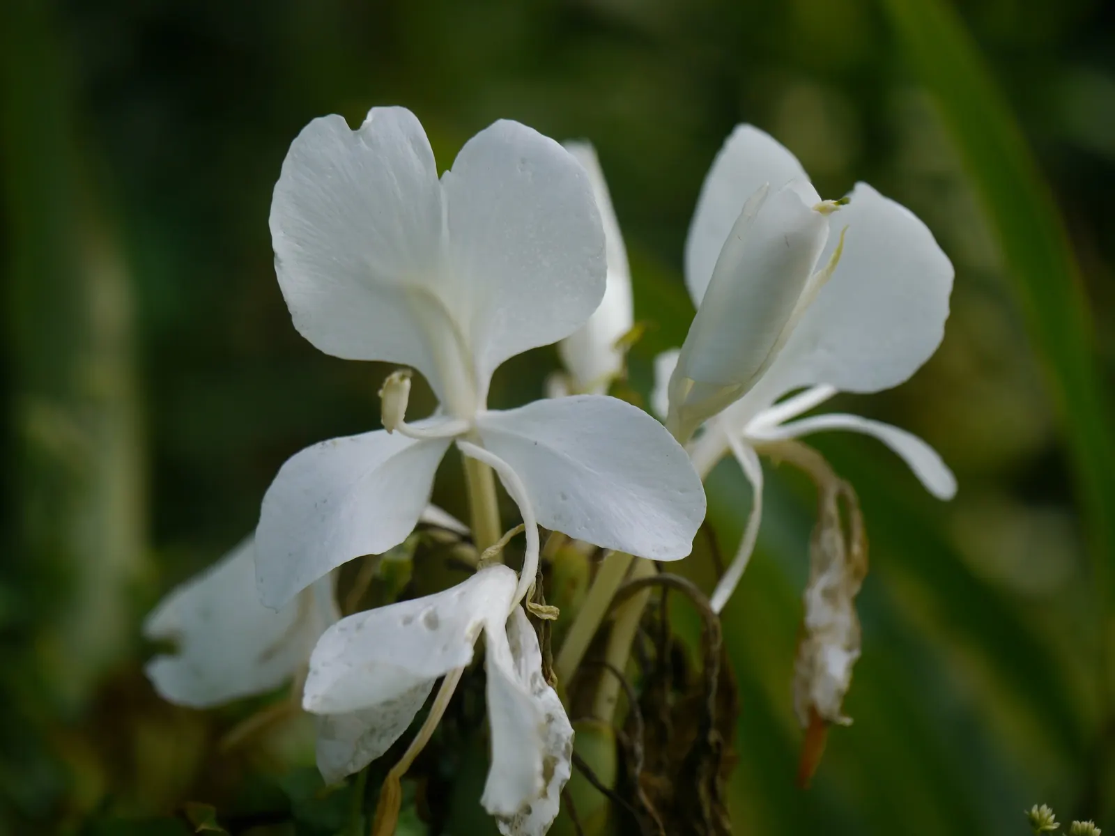 White Garland Lily (Hedychium Coronarium) — In areas with cooler climates; white flowers in the garden