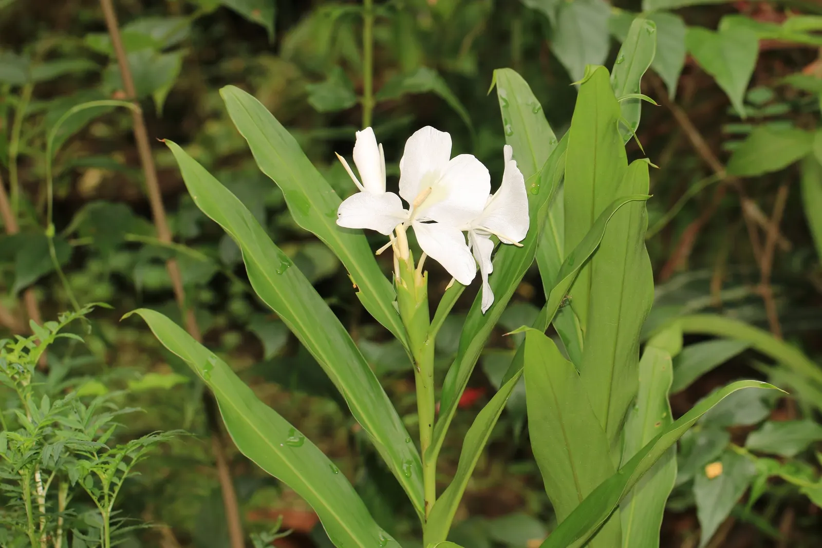 White Garland Lily (Hedychium Coronarium) — consistent moisture will ensure optimal growth and blooming