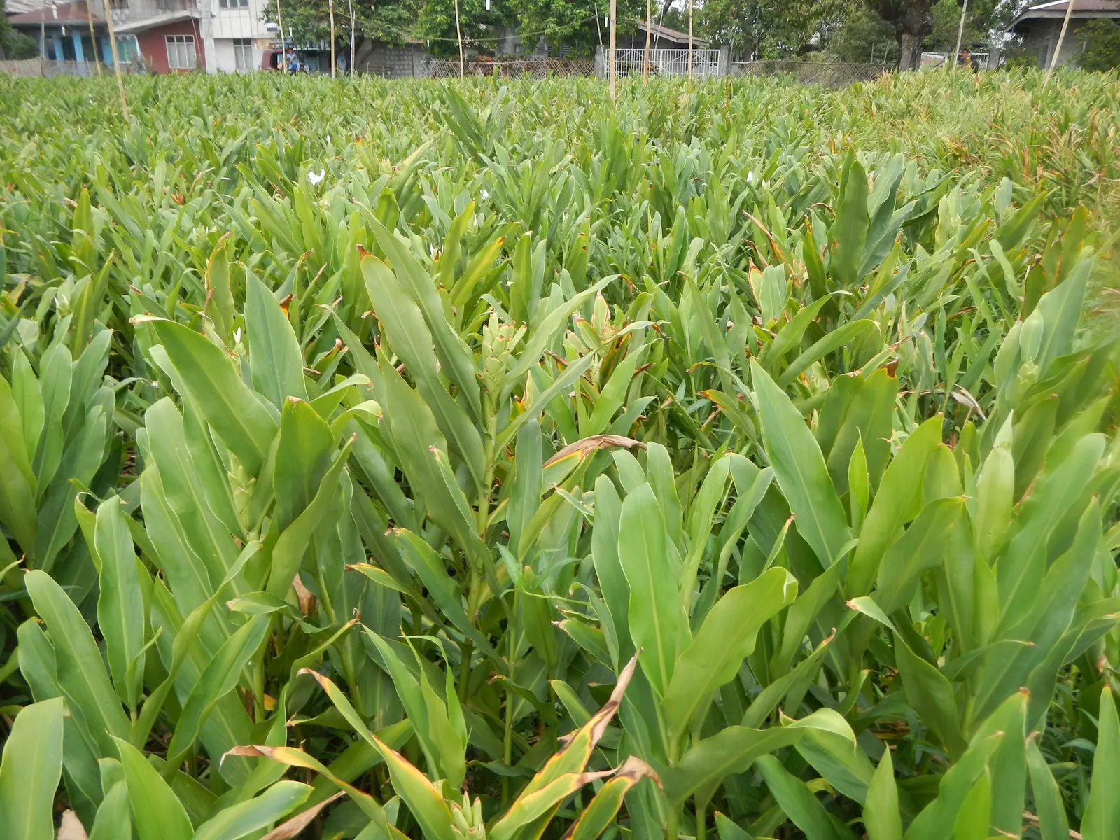 White Garland Lily (Hedychium Coronarium) — minimizing the risk of fungal diseases.<br><br>Gardeners should note that while non-toxic to humans, image 73