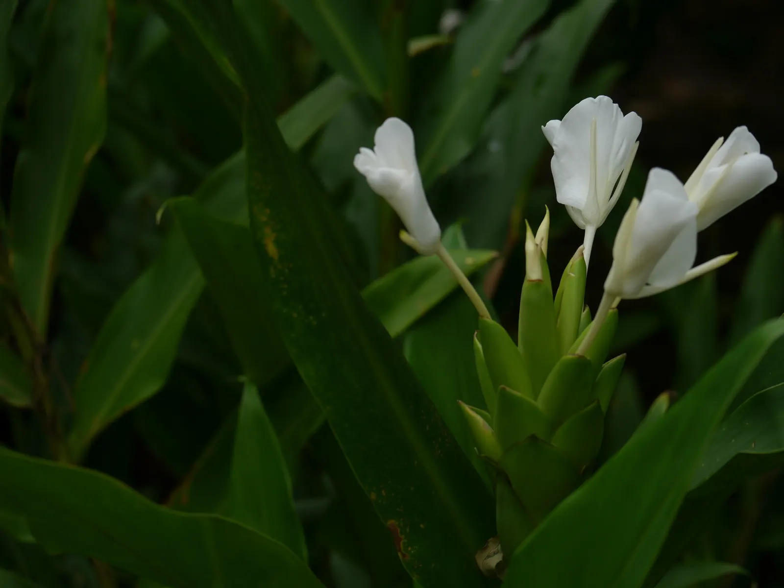 White Garland Lily (Hedychium Coronarium) — which are detrimental to its health.<br><br>When incorporating Hedychium coronarium into landscape, image 95