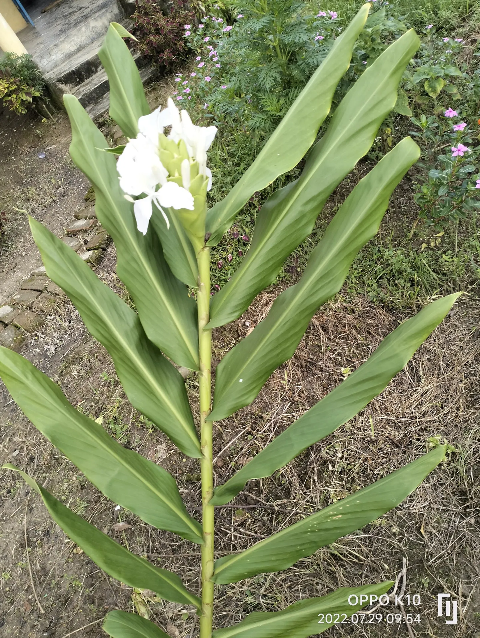 White Garland Lily (Hedychium Coronarium) — The foliage of this plant is equally impressive; contributing a striking vertical element, image 113
