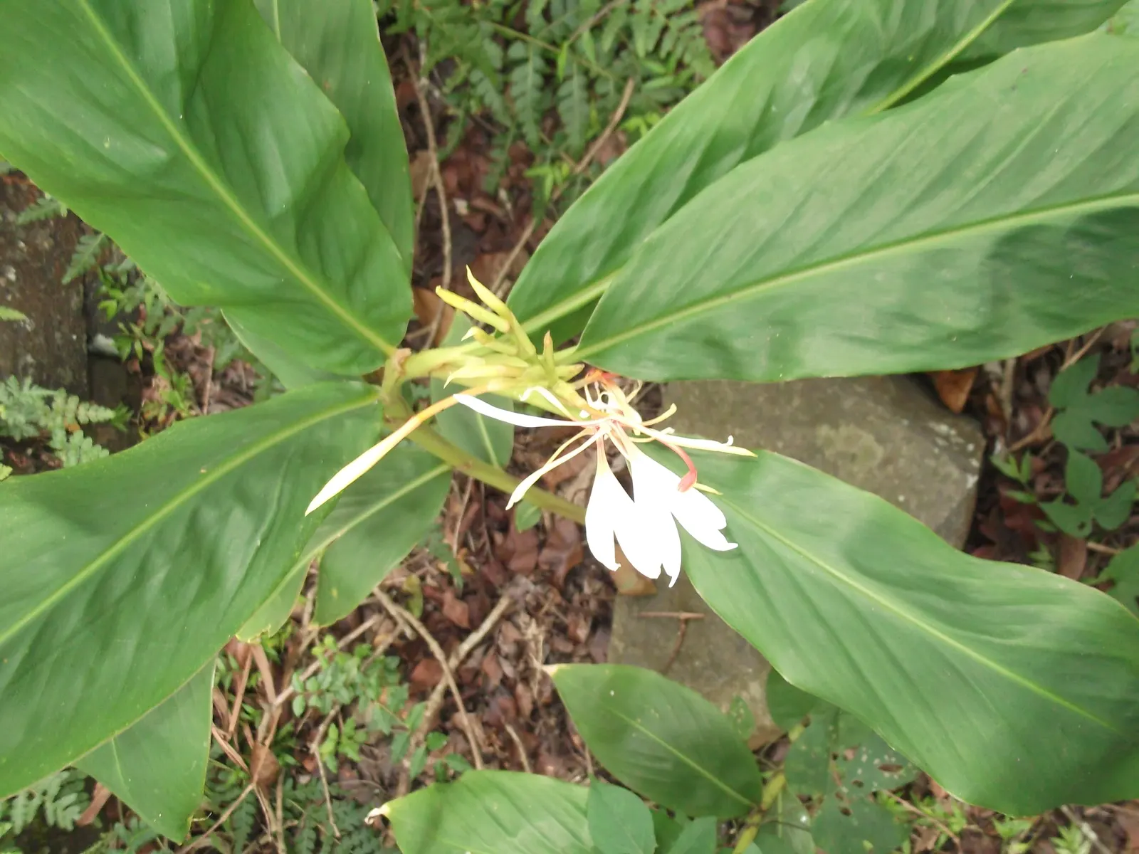 White Garland Lily (Hedychium Coronarium) — the White Garland Lily is considered invasive in some regions