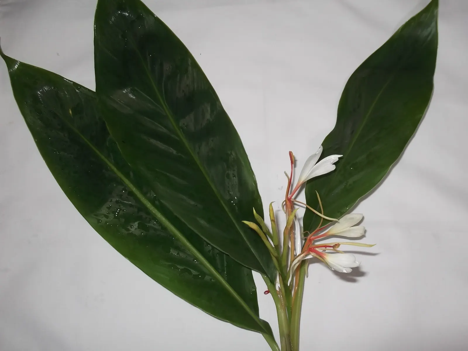 White Garland Lily (Hedychium Coronarium) — In areas with cooler climates; white flowers in the garden, image 67