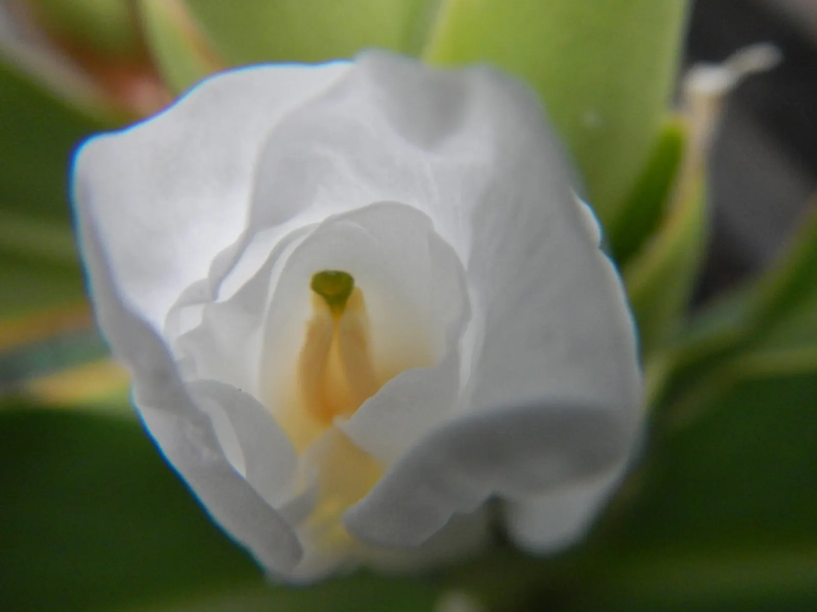 White Garland Lily (Hedychium Coronarium) — They also excel as 'scent'sational borders or as an alluring focal point in a moon garden; where their, image 70