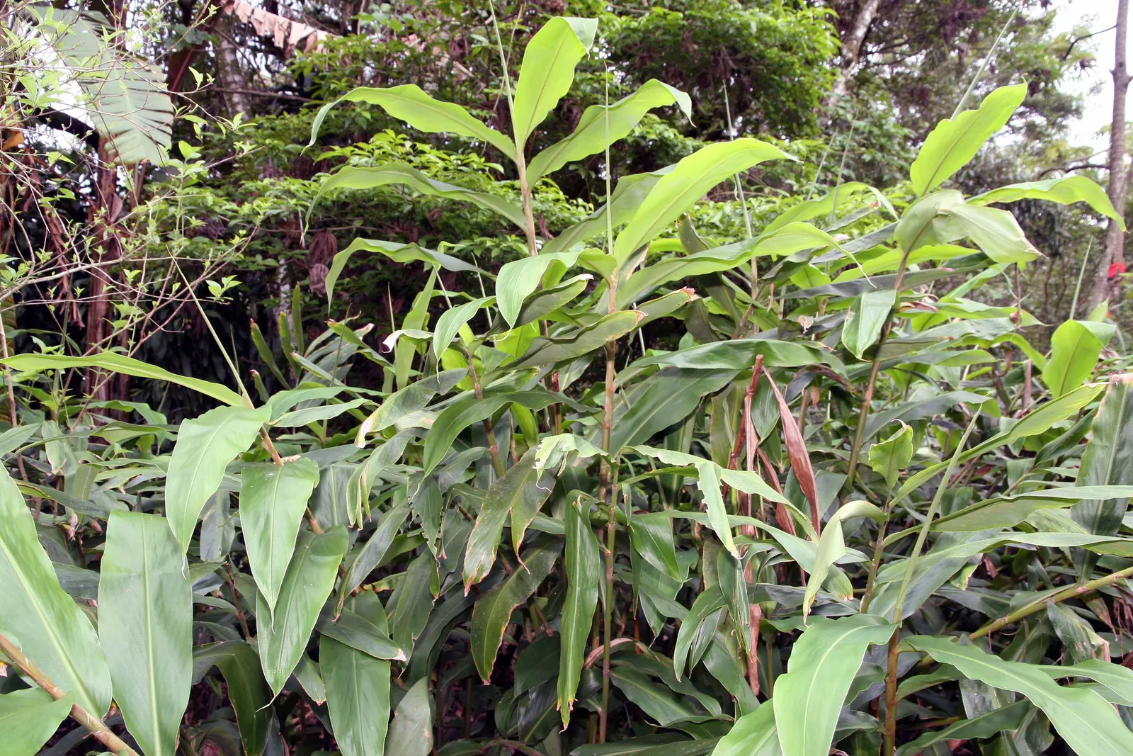 White Garland Lily (Hedychium Coronarium) — is a perennial plant that offers a touch of tropical elegance to any garden; and while it tolerates some dry spells
