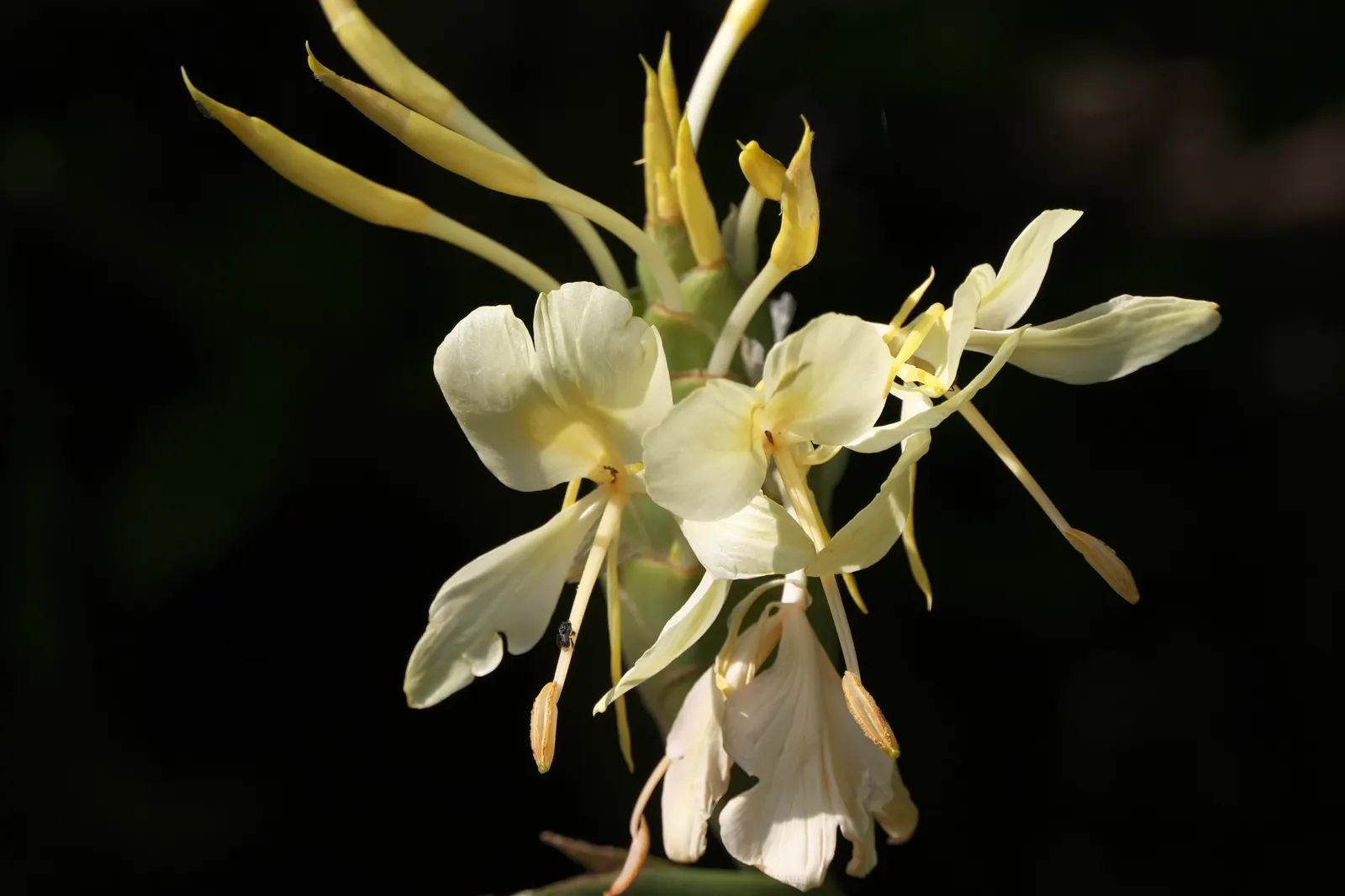 White Garland Lily (Hedychium Coronarium) — consistent moisture will ensure optimal growth and blooming; which are detrimental to its, image 92