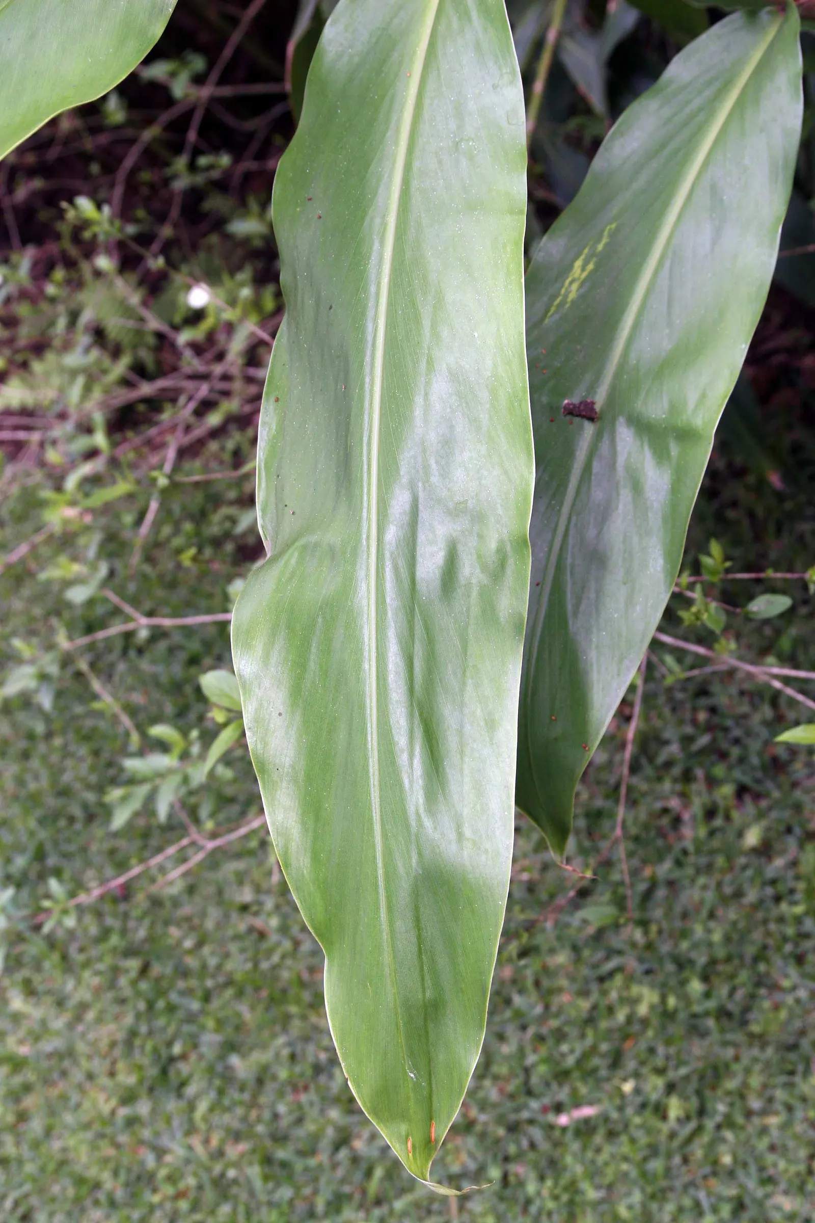 White Garland Lily (Hedychium Coronarium) — the White Garland Lily is considered invasive in some regions; minimizing the risk of fungal