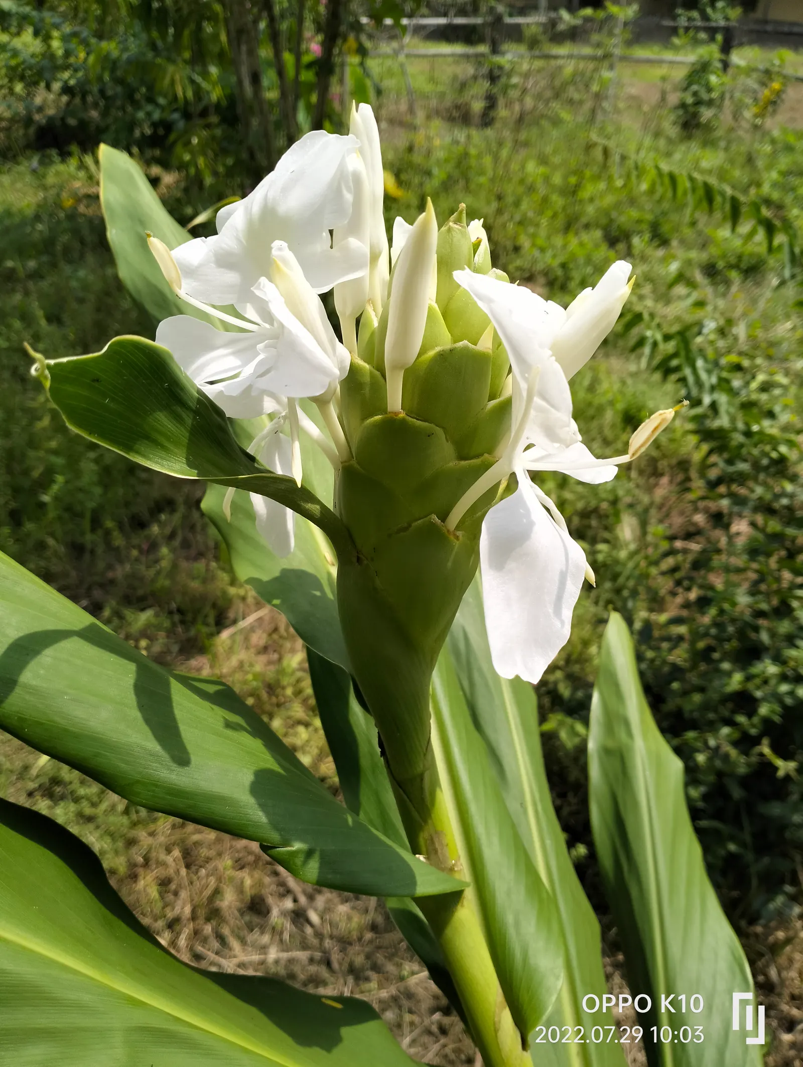 White Garland Lily (Hedychium Coronarium) — This moisture-loving plant prefers rich