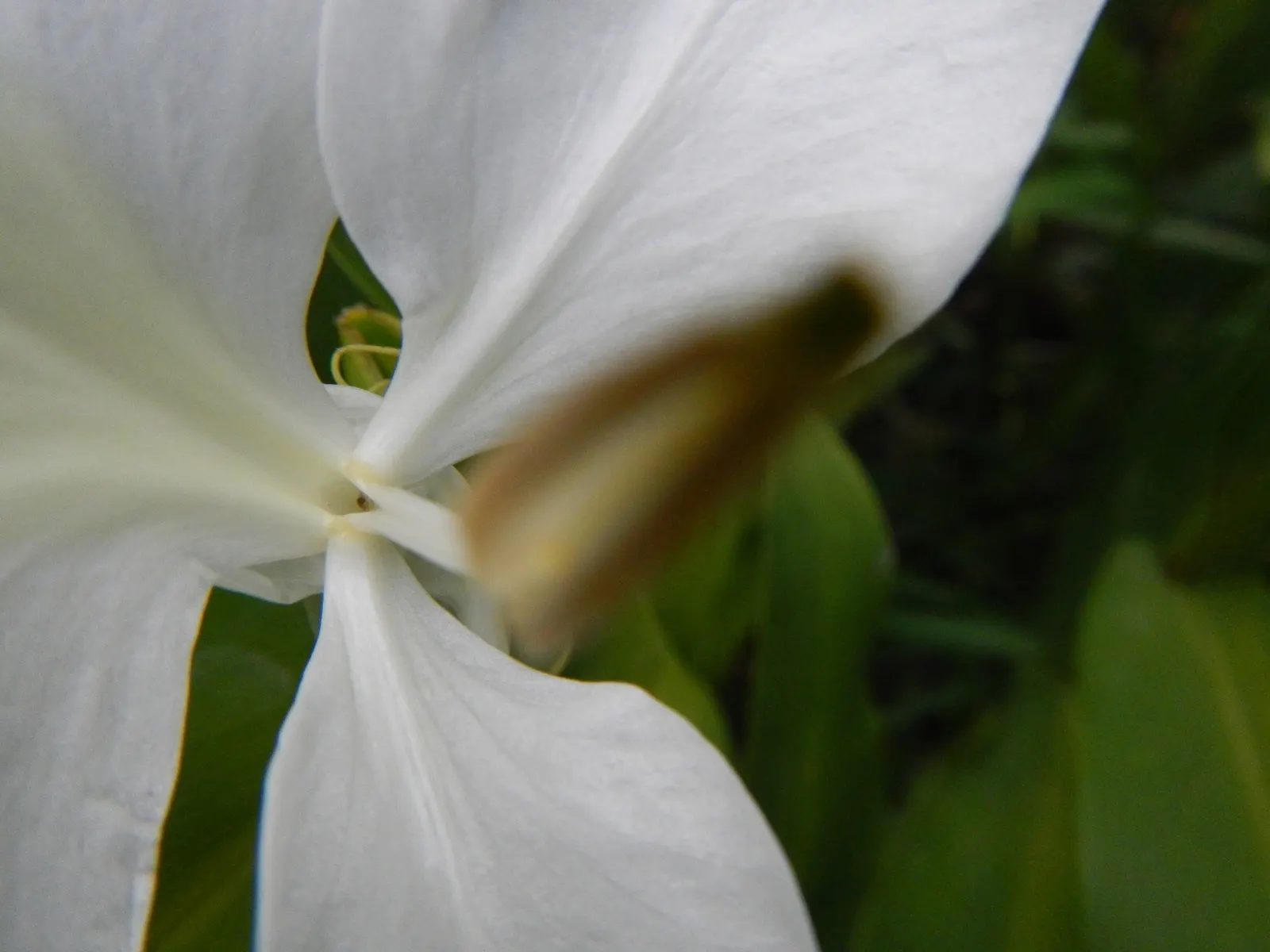 White Garland Lily (Hedychium Coronarium) — Plant in mass for visual impact or as an accent for exotic fragrance in the garden; perennial with white blooms