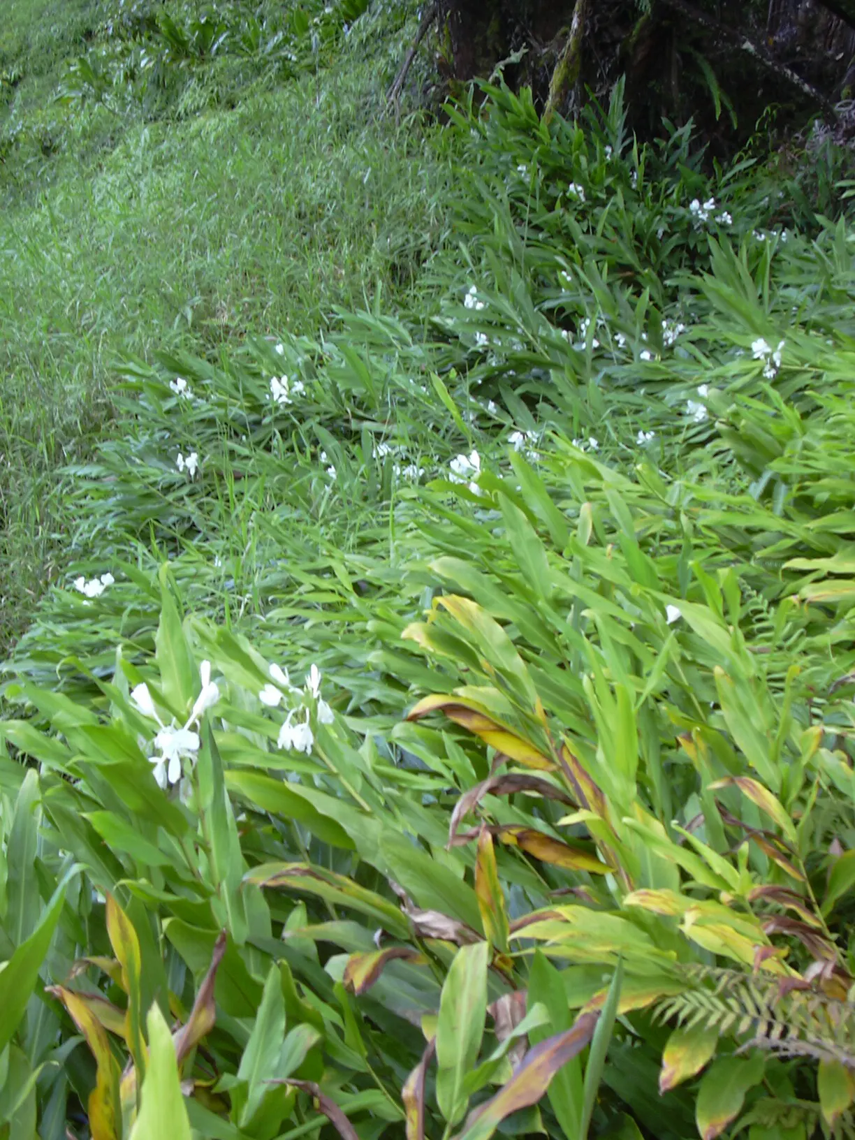 White Garland Lily (Hedychium Coronarium) — is a perennial plant that offers a touch of tropical elegance to any garden