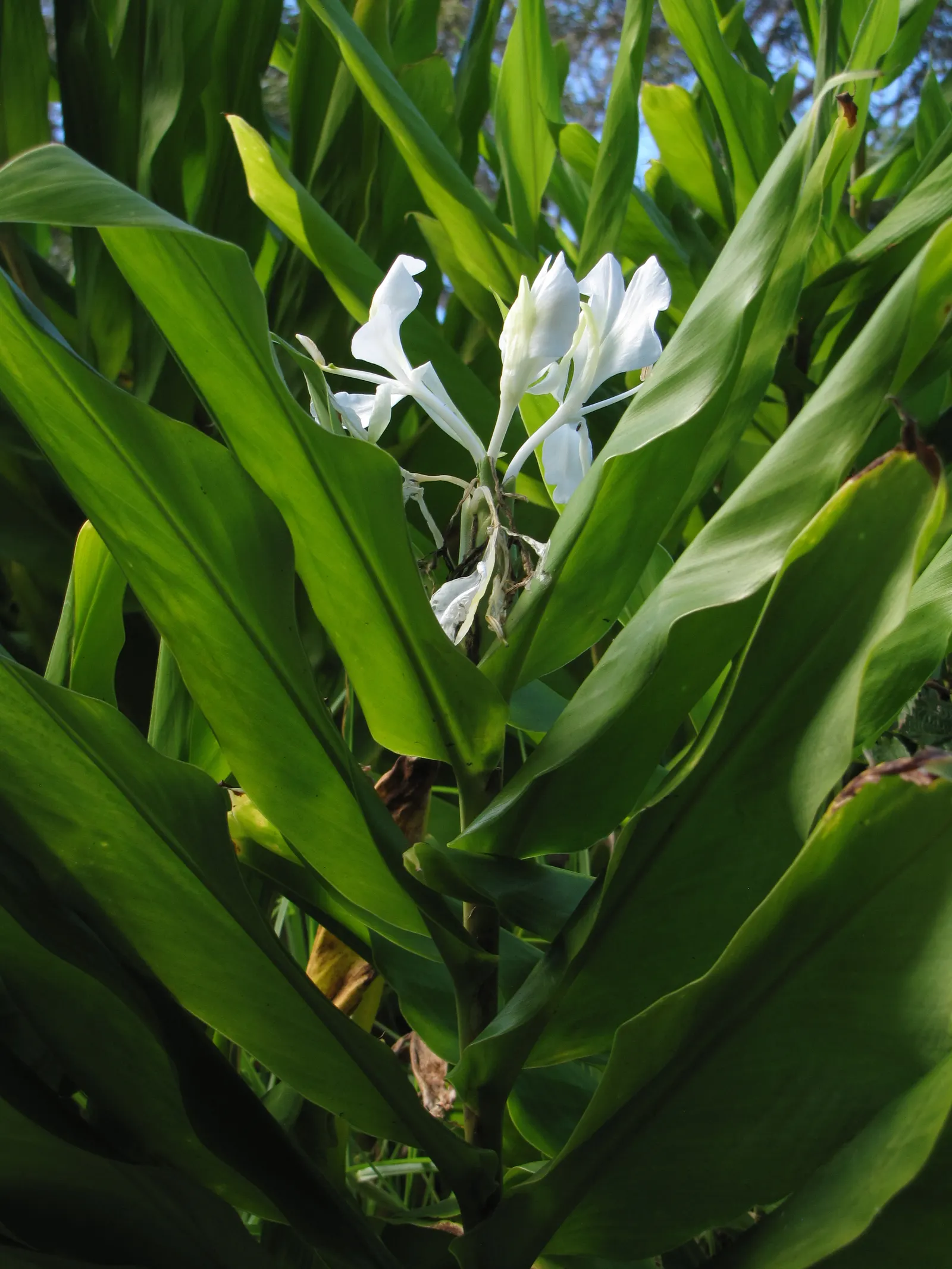 White Garland Lily (Hedychium Coronarium) — contributing a striking vertical element