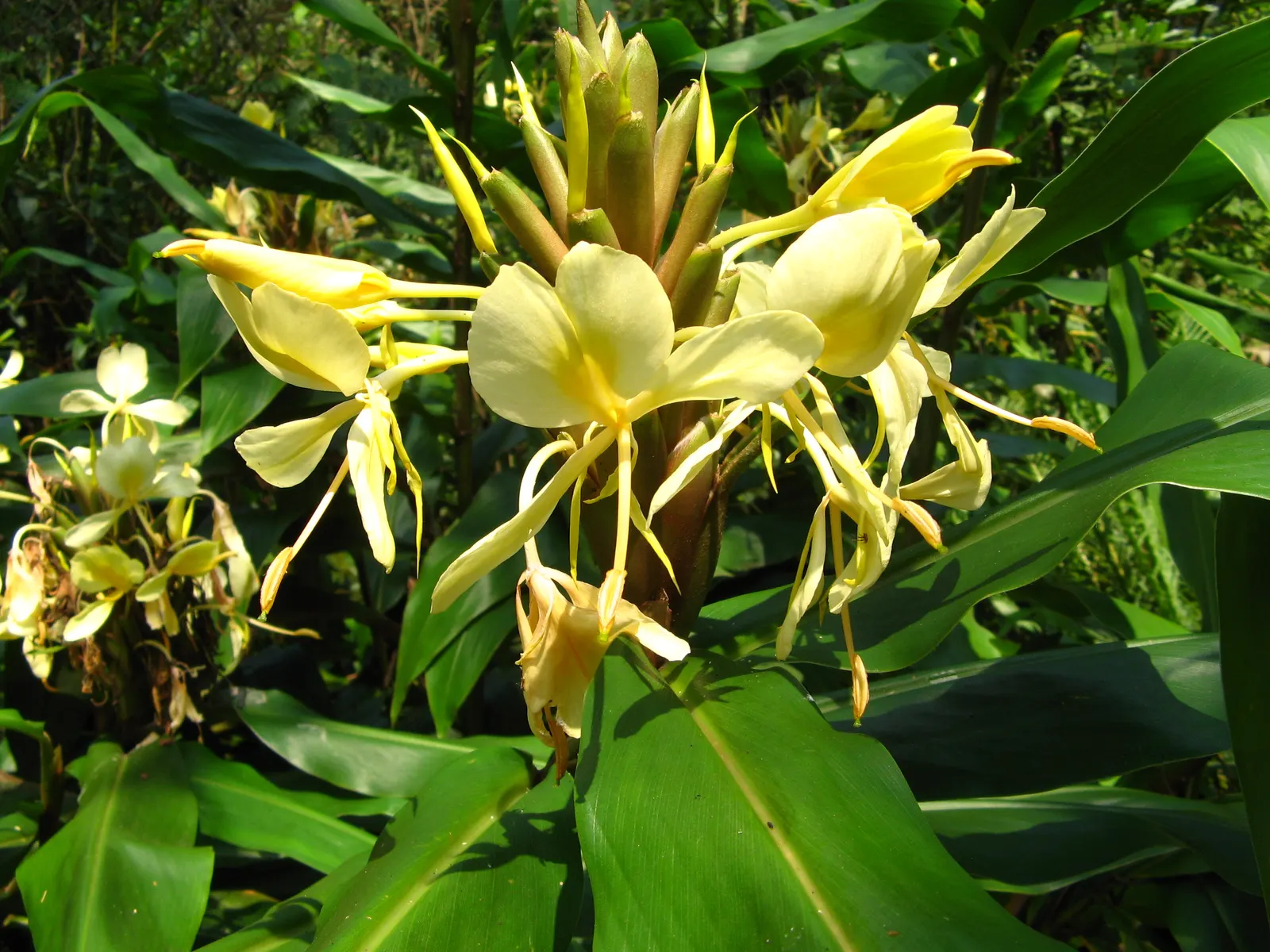 White Garland Lily (Hedychium Coronarium) — They also excel as 'scent'sational borders or as an alluring focal point in a moon garden; where their fragrance