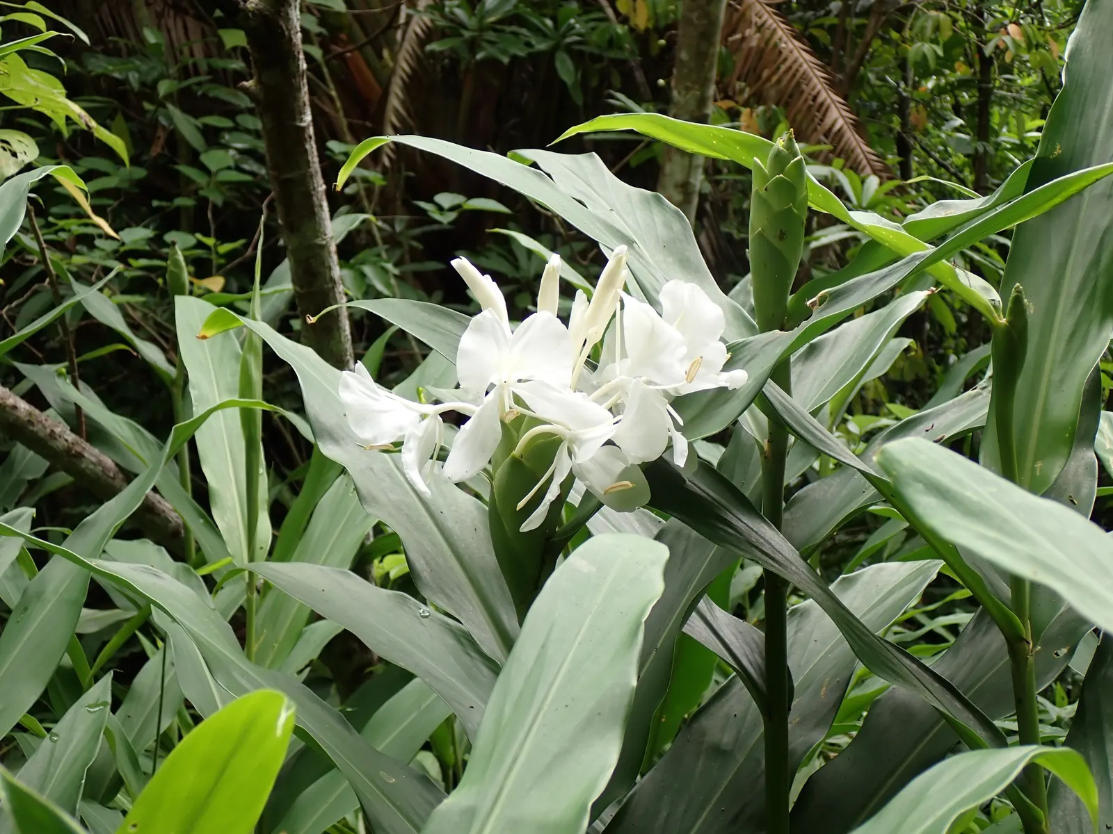 White Garland Lily (Hedychium Coronarium) — This moisture-loving plant prefers rich; reaching up to 6 feet in height and spreading to approximately 2 feet wide