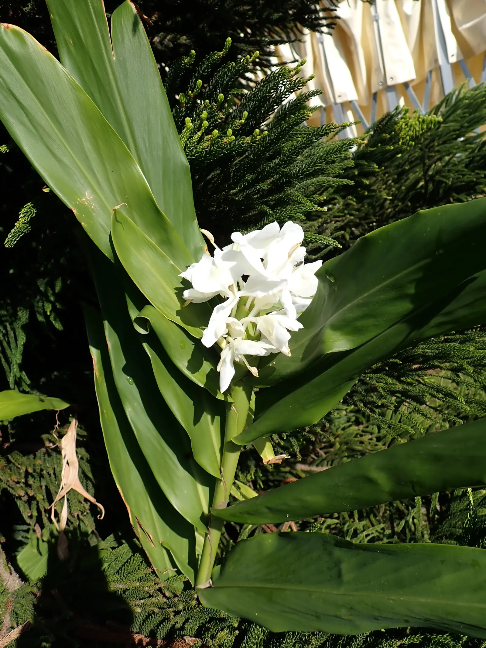 White Garland Lily (Hedychium Coronarium) — and its rapid growth should be managed to prevent unwanted spread
