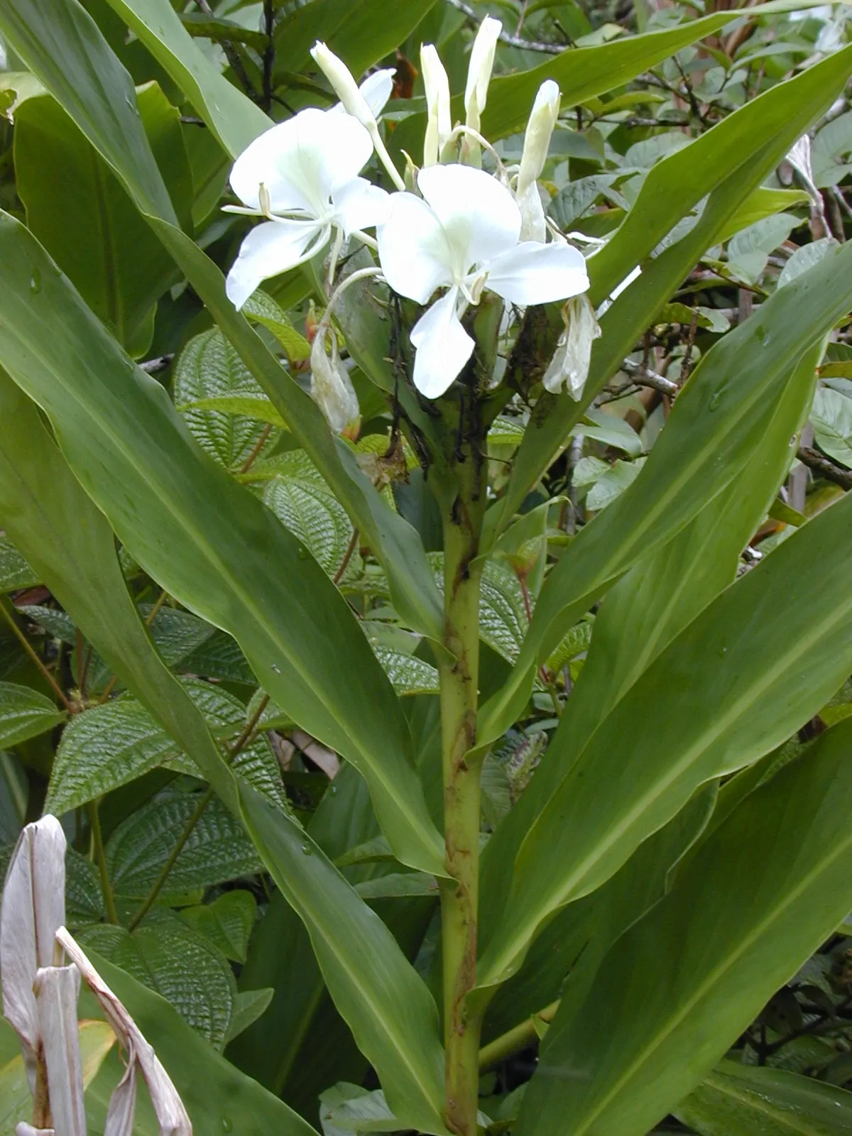 White Garland Lily (Hedychium Coronarium) — white flowers in the garden; the foliage of this plant is equally impressive, image 102