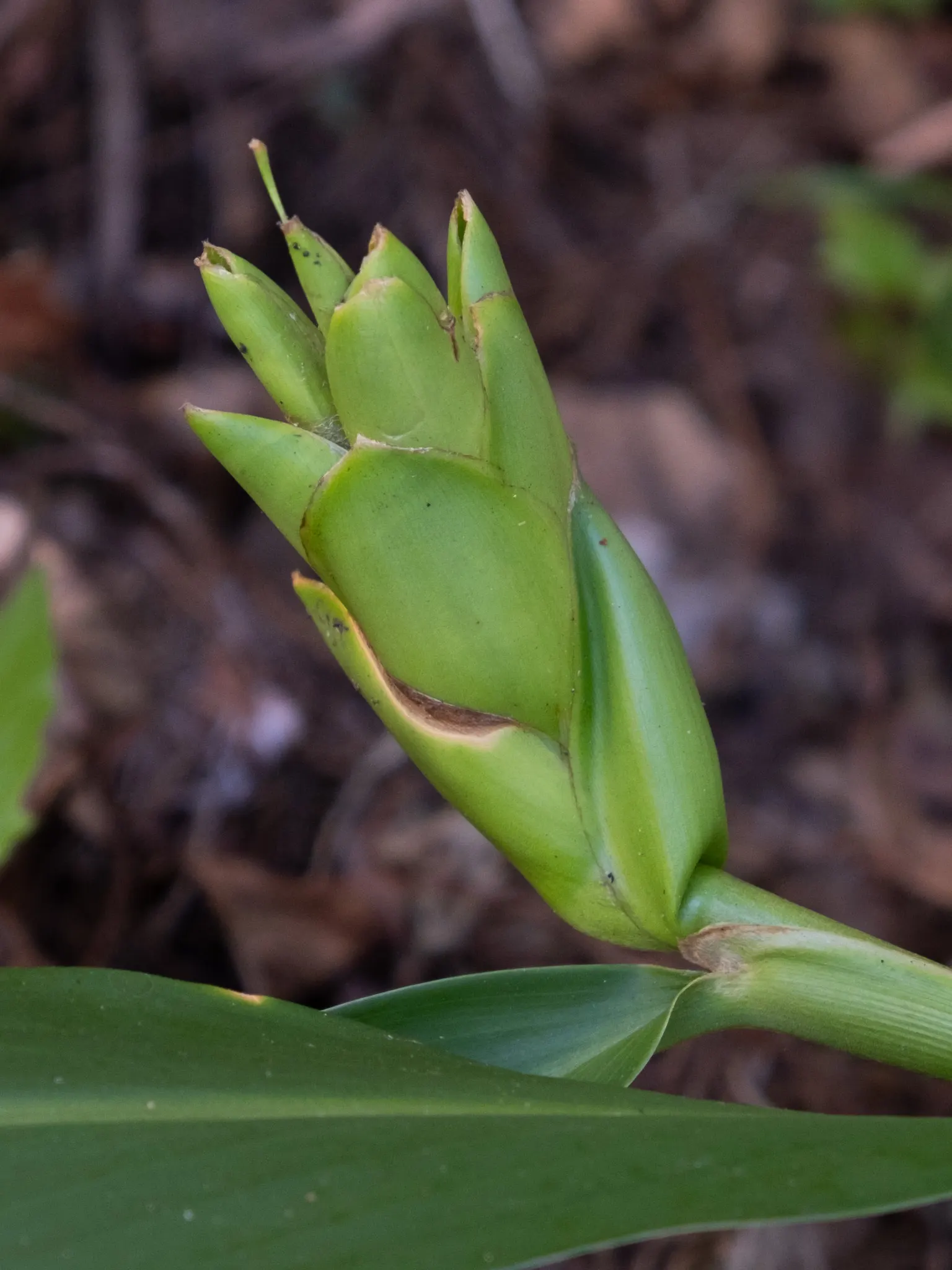 White Garland Lily (Hedychium Coronarium) — Reaching up to 6 feet in height and spreading to approximately 2 feet wide; they also excel as, image 81