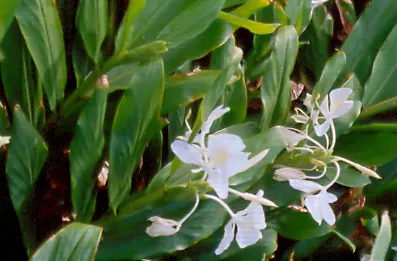 White Garland Lily (Hedychium Coronarium) — Thriving in USDA zones 8-11, it prefers full to partial sun and moist, well-drained soil; requiring a, image 54