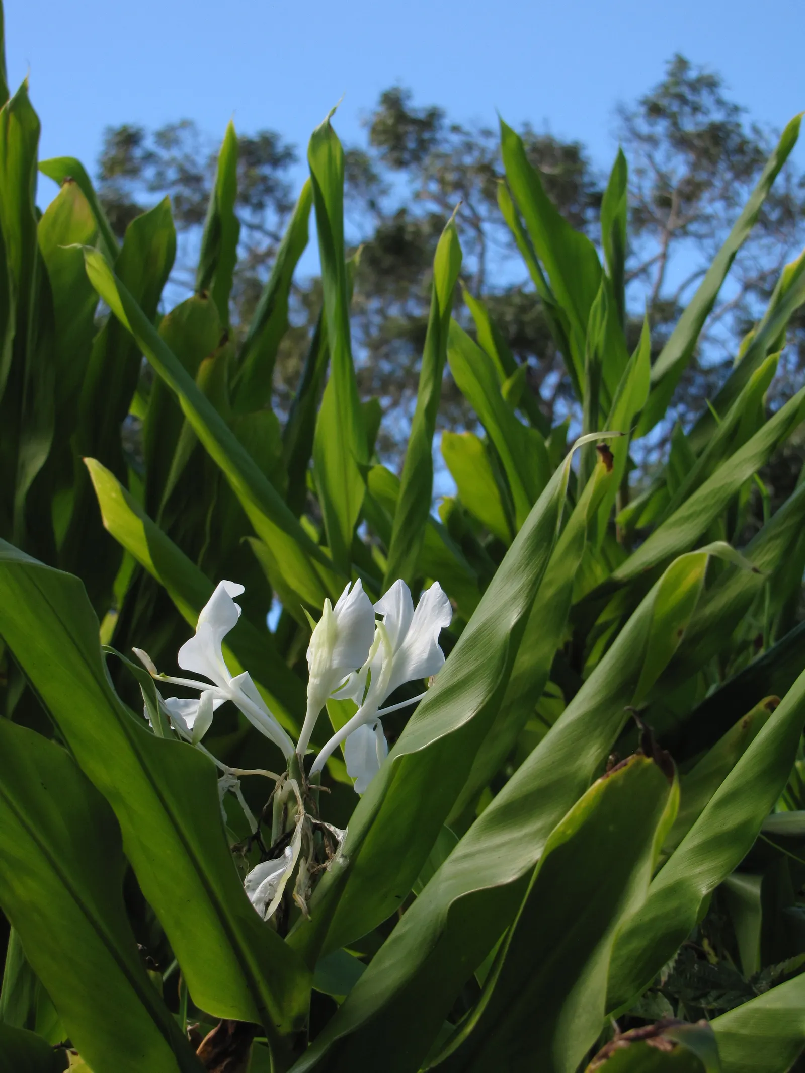White Garland Lily (Hedychium Coronarium) — where their fragrance and white blossoms stand out in the evening light; perennial for full or half or shade