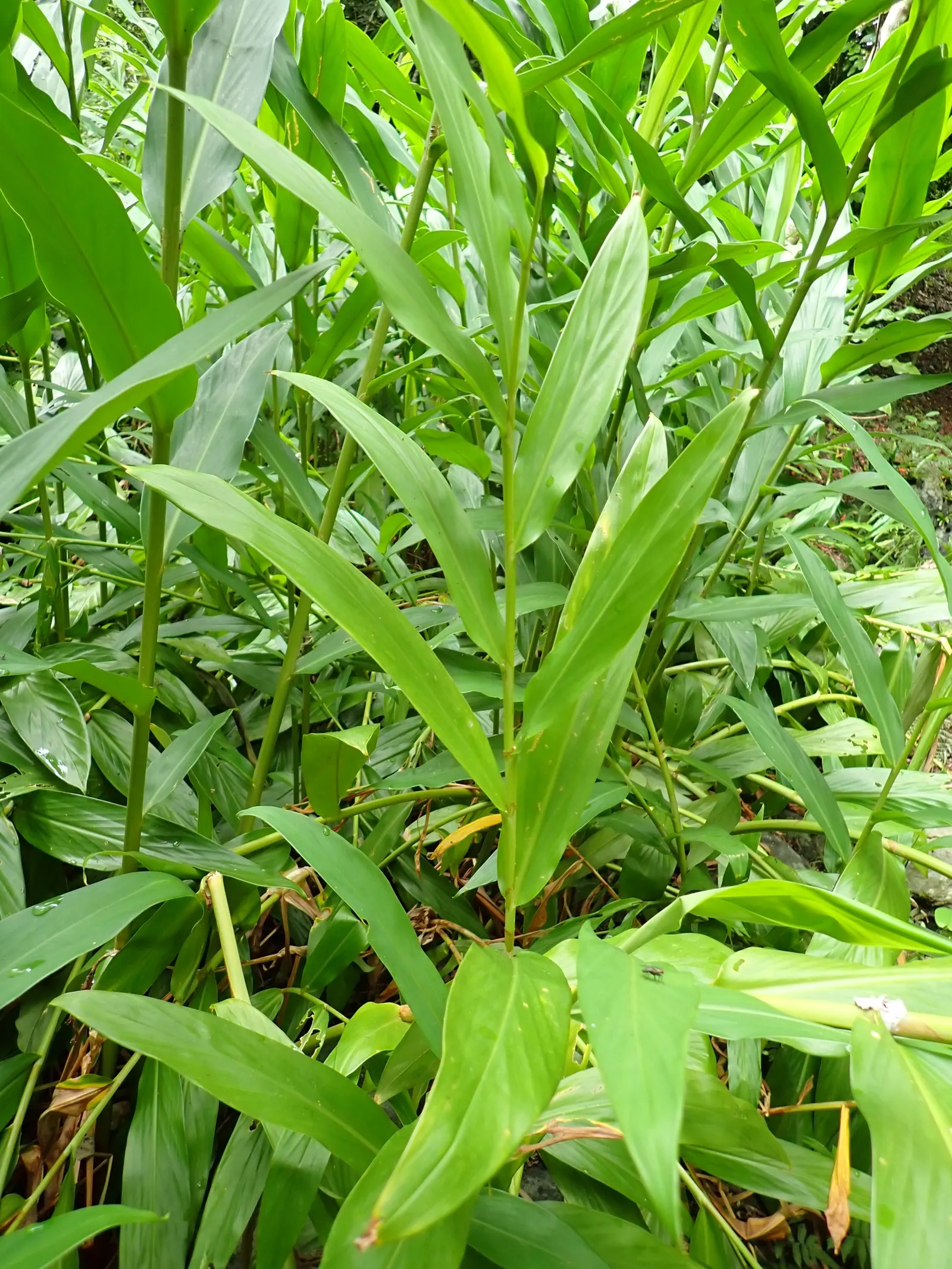 White Garland Lily (Hedychium Coronarium) — Reaching up to 6 feet in height and spreading to approximately 2 feet wide; they also excel as 'scent'sational